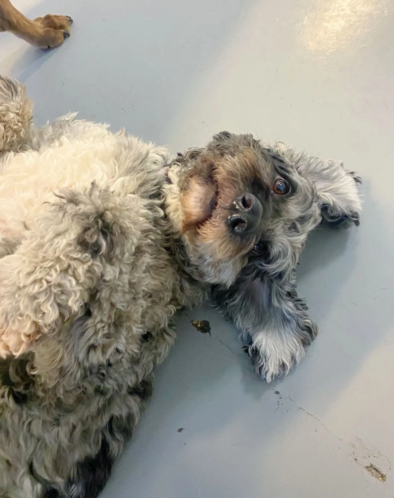 Meet murphy our dog of the week 🌟 this boy an absolute sweetheart💘 He is always giving kisses to other dogs and staff members💋. He loves to cuddle with everyone and is all around a perfect boy🫶.
#bestdogoftheweek #bestdogever #wonderdogmerimmon #