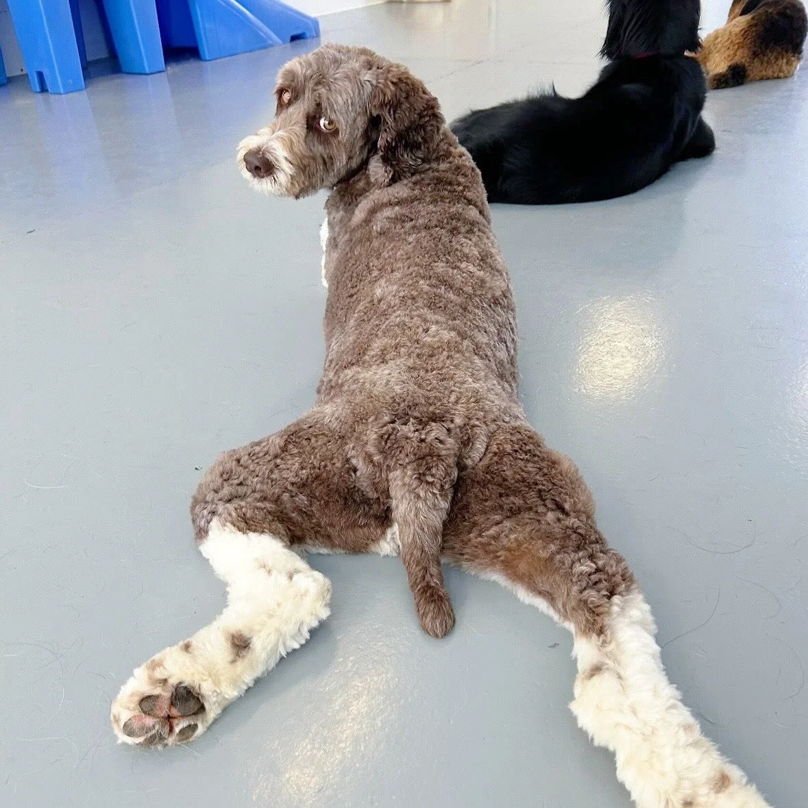 The dogs wanted to show off their sploots! 🐶We hope everyone&rsquo;s having an amazing week and staying cool with the heat😎☀️
#ashevilledogs #ashevilledogboarding #ashevilledoggydaycare #wonderdogmerimmon #wonderdog #doggrooming