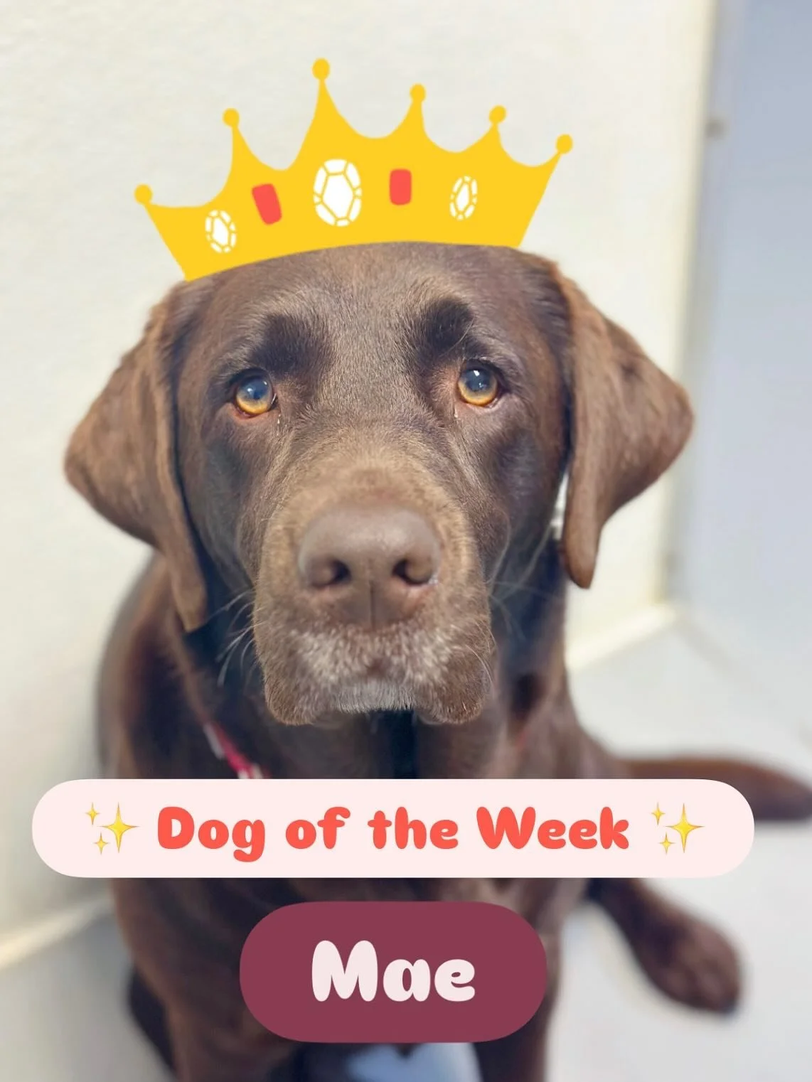 Mae Mae is our Wonderdog Dog of the Week! 🎉 Mae has been coming to play at daycare for over 3 years and is truly the life of the pawty here. When she&rsquo;s not sounding off for a group howl she can be found bouncing around the room, snuggling up t