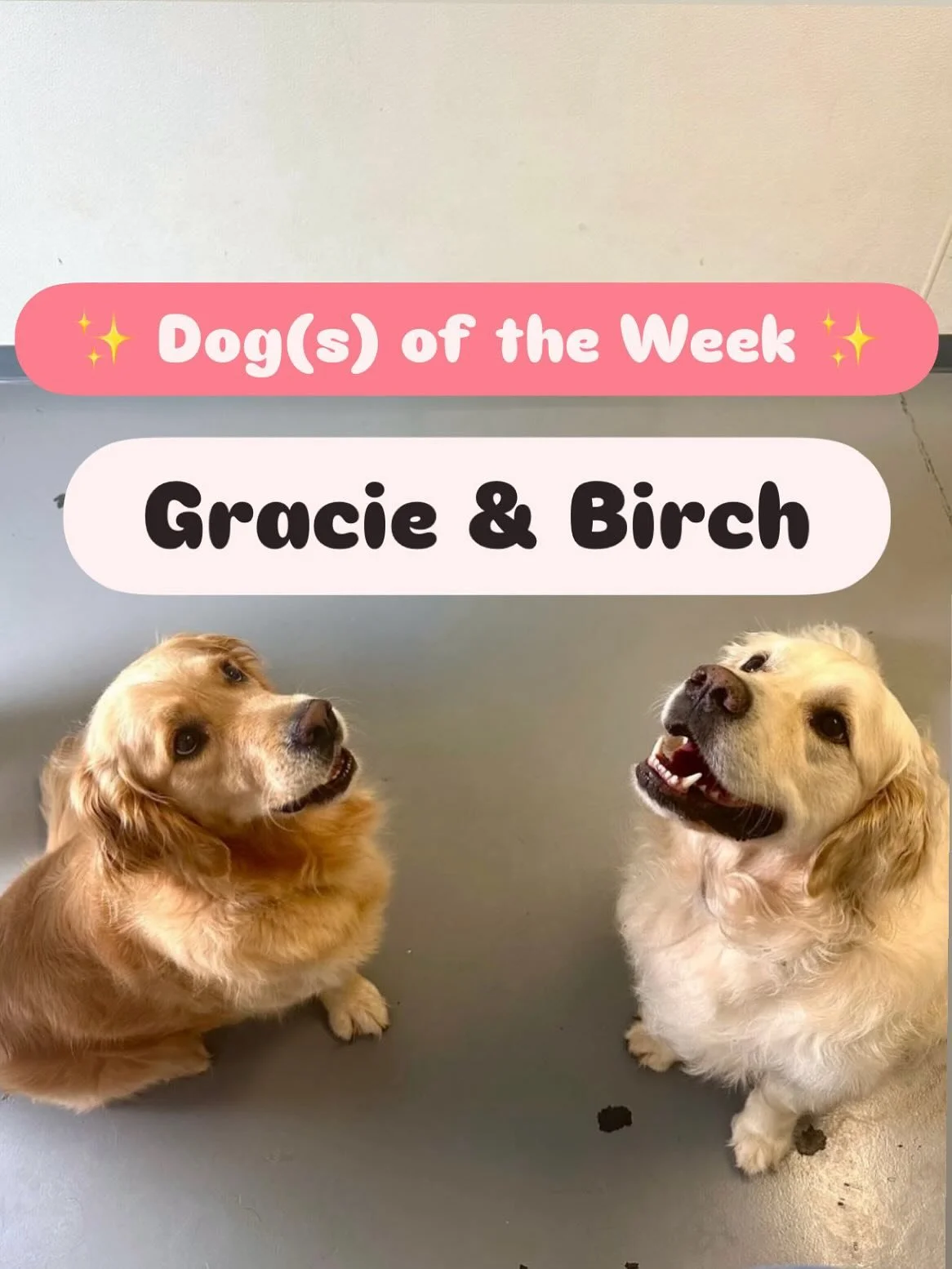 Celebrating our most dynamic duo today! Birch and Gracie love to have a good time and keep us entertained. Gracie&rsquo;s favorite activity is not-so-subtly asking for belly rubs, and she&rsquo;s almost always upside down! Birch sees the world as his