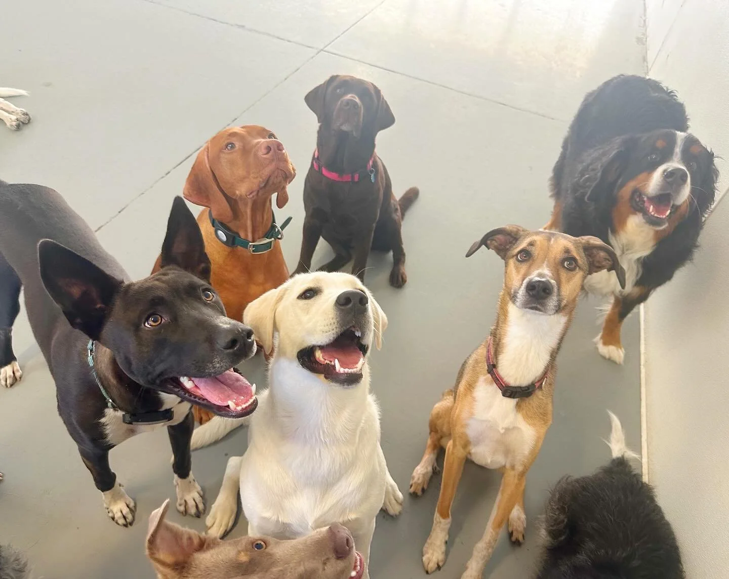 Big dogs photo dump 📸  As the weather gets colder the pups get so snuggly 🌨️Don&rsquo;t forget to book Christmas and new years boarding as we are filing up 🎁
#wonderdogmerrimon #ashevilledogs #doggydaycare #ashevilledogdaycare #dogboarding