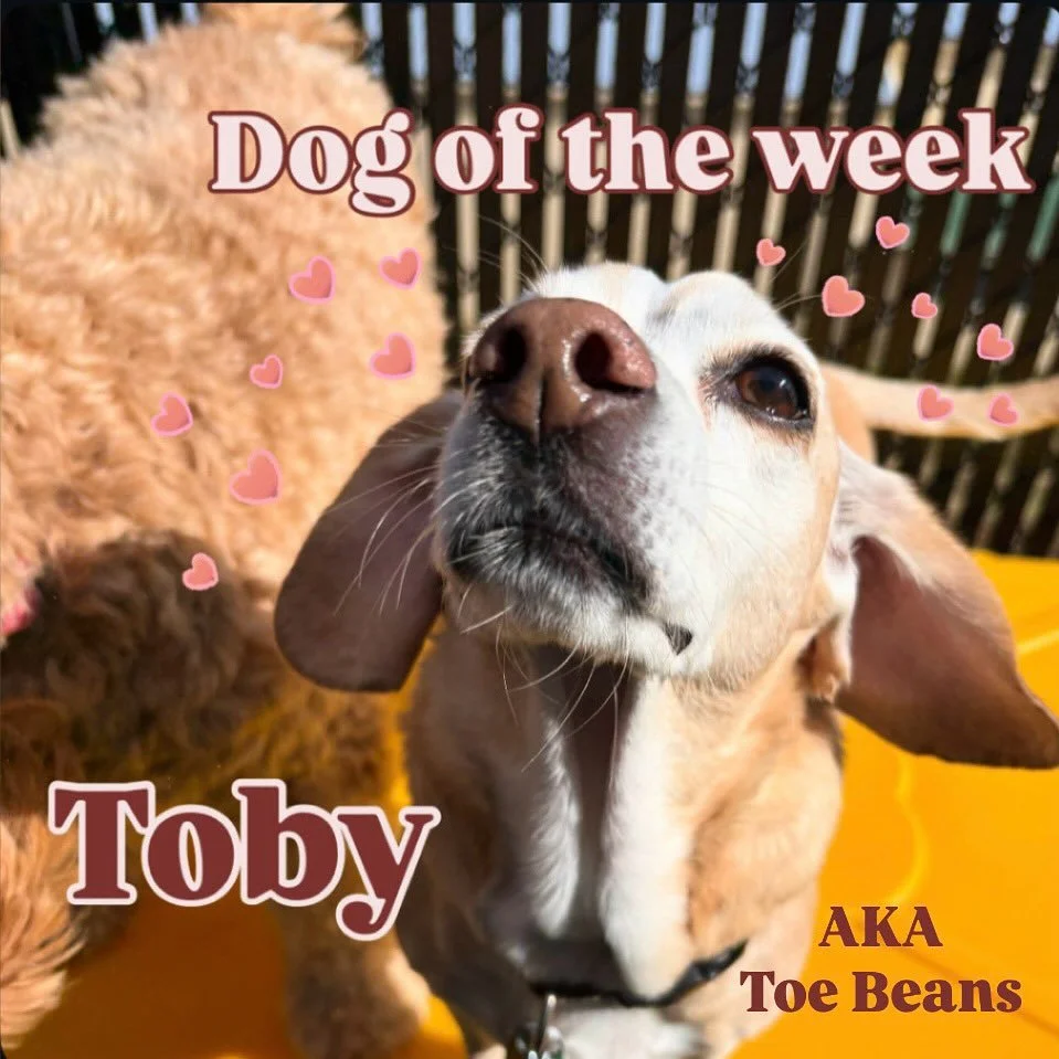 Starting the week off right with this sweet little guy! Toby is a champion snuggler and a good friend. His gentle personality has made him a favorite amongst our shyer dogs, and his silly moments always bring a smile to our faces! 🐾