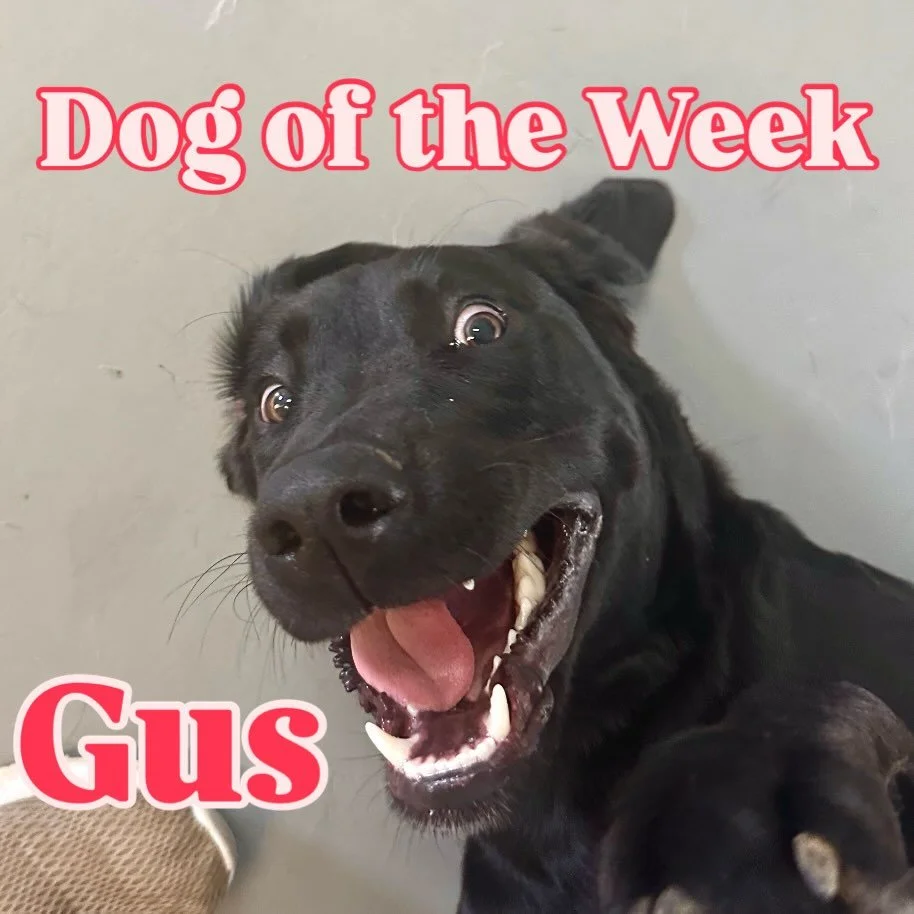 Our Dog of the Week is a not-so-little puppy named Gus! He&rsquo;s been making friends since day one and he brings so much fun energy to the daycare room. Gus is everybody&rsquo;s bestie and we&rsquo;ve really enjoyed watching him grow up 🐾🖤