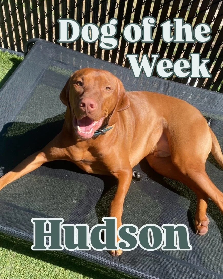 Hudson is our Dog of the Week! This handsome boy is as friendly as they come and loves to play with anyone and everyone. Well-known amongst our staff for his velvety soft ears and bright smile, we all love getting to see Hudson every week for doggy d