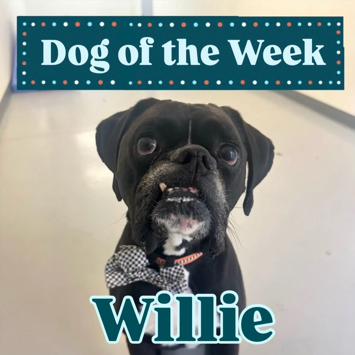 Our first &lsquo;Dog of the Week&rsquo; of the new year! Willie is our handsome boxer friend who has more teeth than he can fit in his mouth. He&rsquo;s a big fan of finding awkward places to sit, and an even bigger fan of doing his signature spin wh