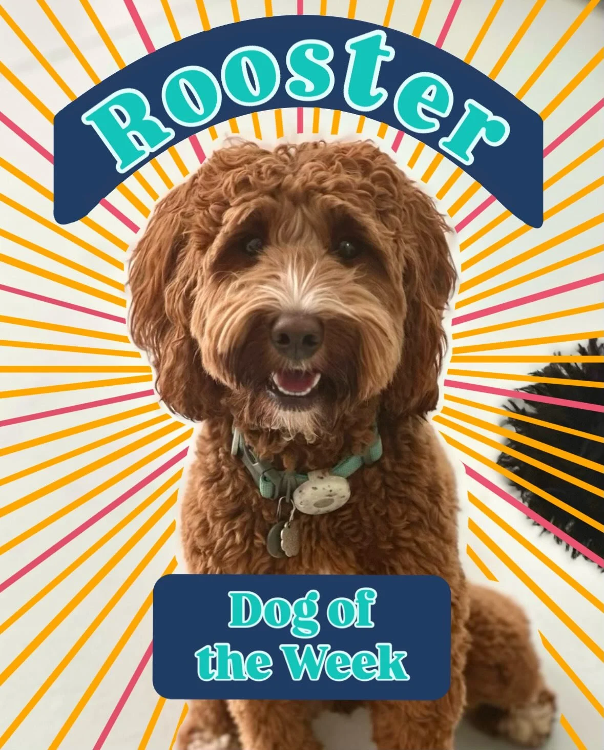 Our dog of the week is a spunky little gal named Rooster! She can often be seen standing on her two hind legs as she plays with all of her friends, and she&rsquo;s a total sweetheart to any person she meets 🩷🐾