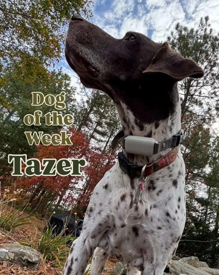This is a special Dog of the Week post in honor of Tazer, a part of our Wonderdog family who recently crossed the rainbow bridge. Tazer was such a loyal dog, both to his family and his games of fetch. This handsome fella made such a great companion a