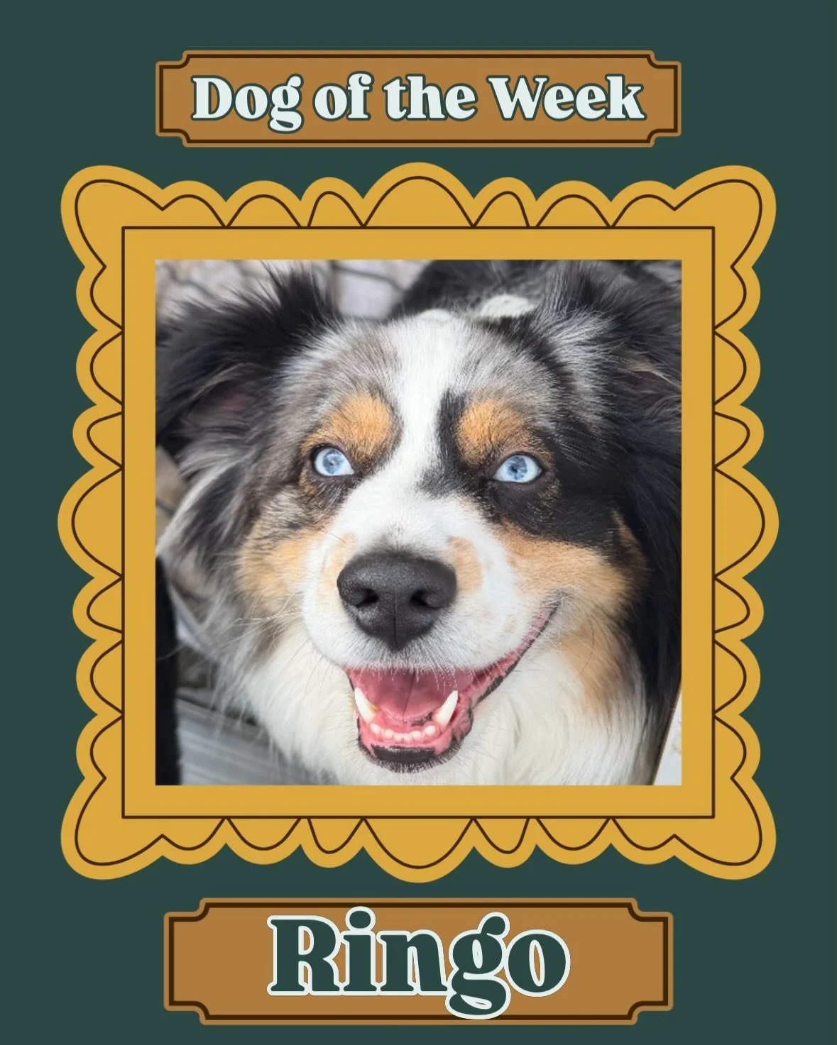 Ringo is our Dog of the Week! This beautiful boy makes for such a good friend, and his size and temperament allow for him to play in both our big and small daycare rooms! He is truly loved by everyone (human and dog!) and we always enjoy the fun he b