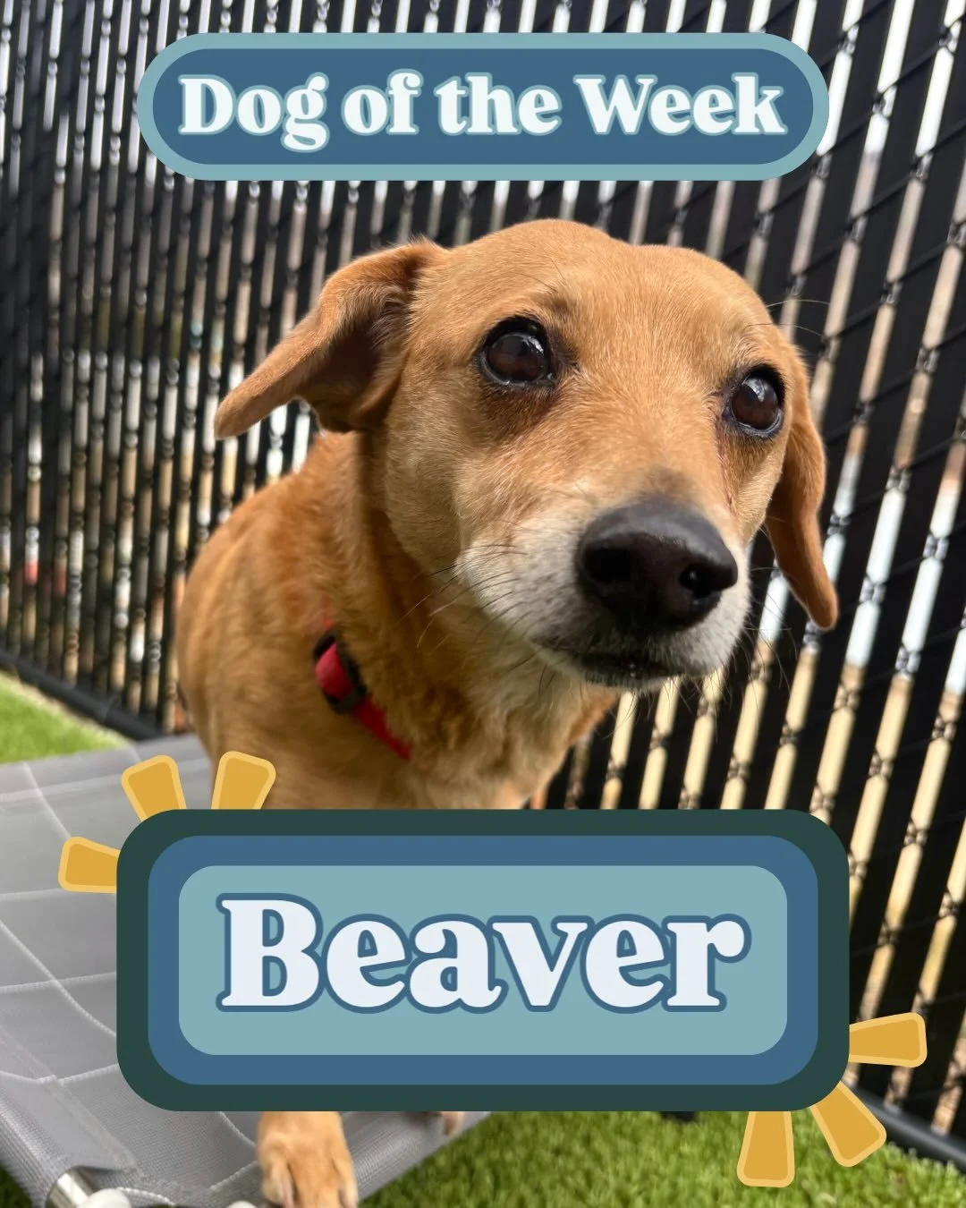 Meet Beaver, our silly little dog of the week! This gentle sweetheart always comes in with such joy and makes a great friend to all the other dogs. His favorite activity is lounging on the cots outside and looking so cute! Swipe to the end to see a v