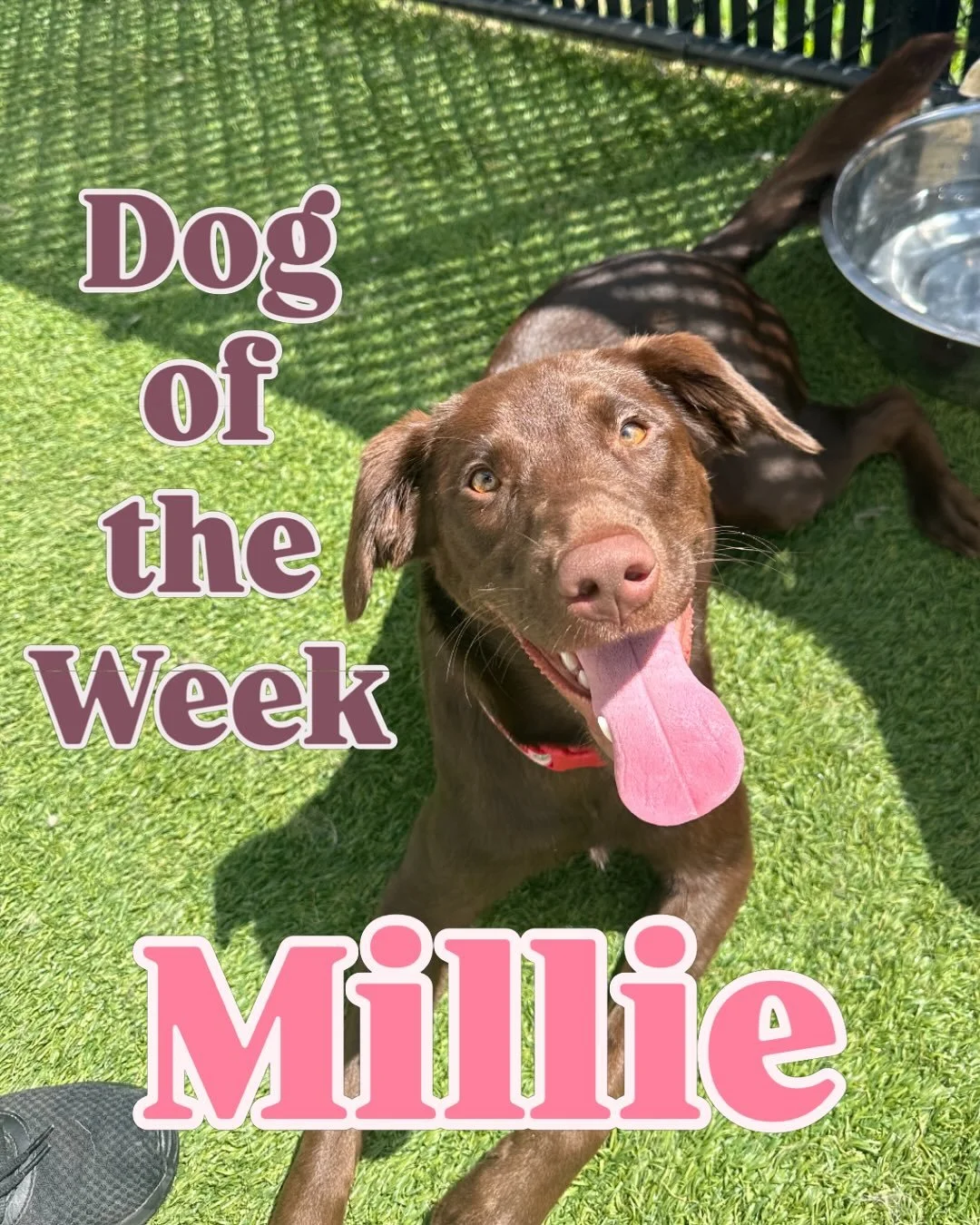 This Dog of the Week pick may just be the wildest pup we&rsquo;ve got! Millie has endless amounts of energy, and is always ready to play with her many friends. She loves to splash in the pool, get zoomies in the yard, or play a game of chase!