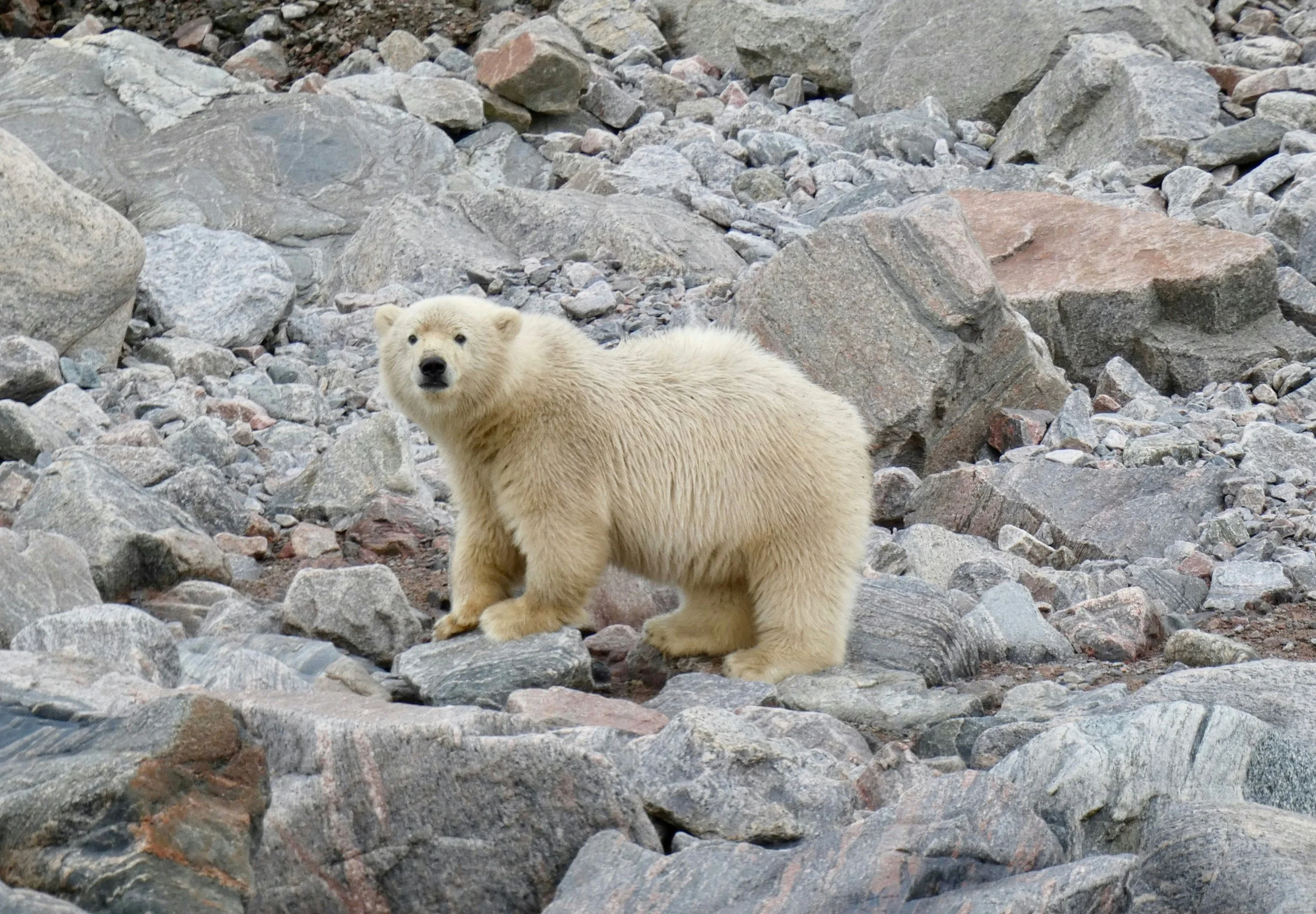"Polar bear cubs at high risk from toxic industrial chemicals, despite bans" in Scientific American