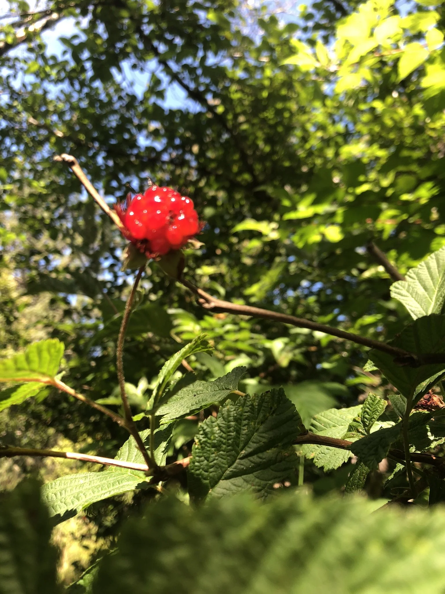 "Gwaxčeł" in Poetry in Public: Places of Landing