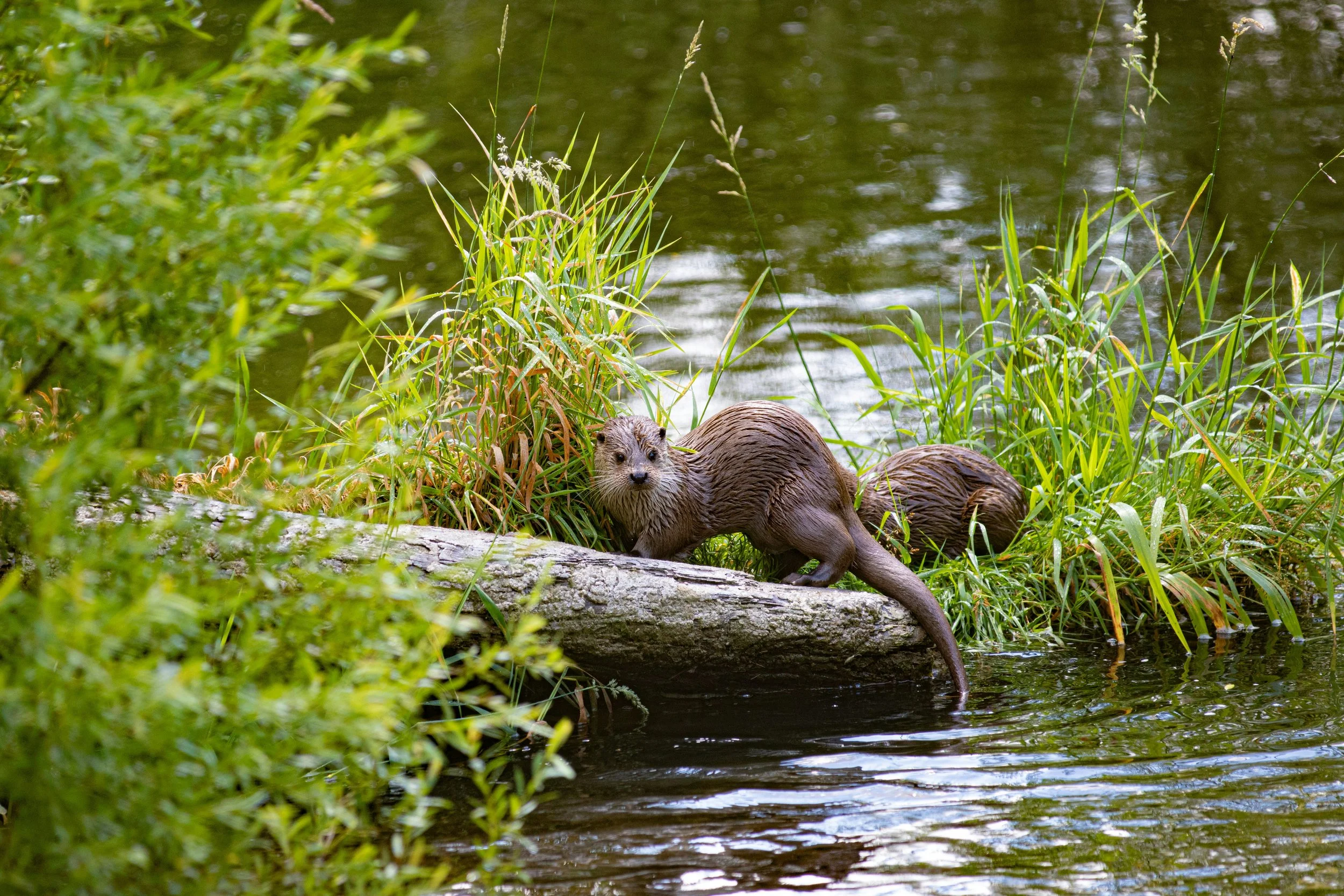 "Otter poop helps scientists track pollution at a Superfund site" in Scientific American