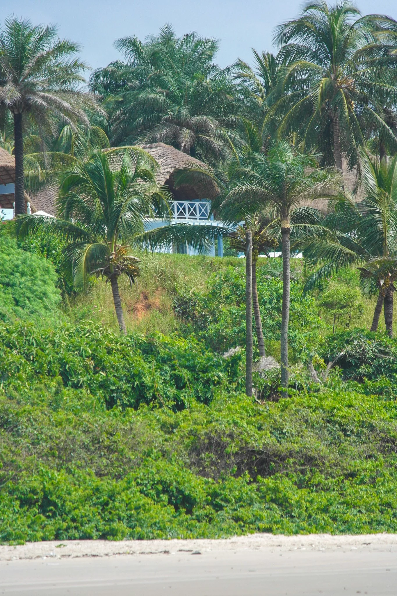 Paysage tropical avec des palmiers, une végétation dense et une maison en bois avec balcon en arrière-plan.