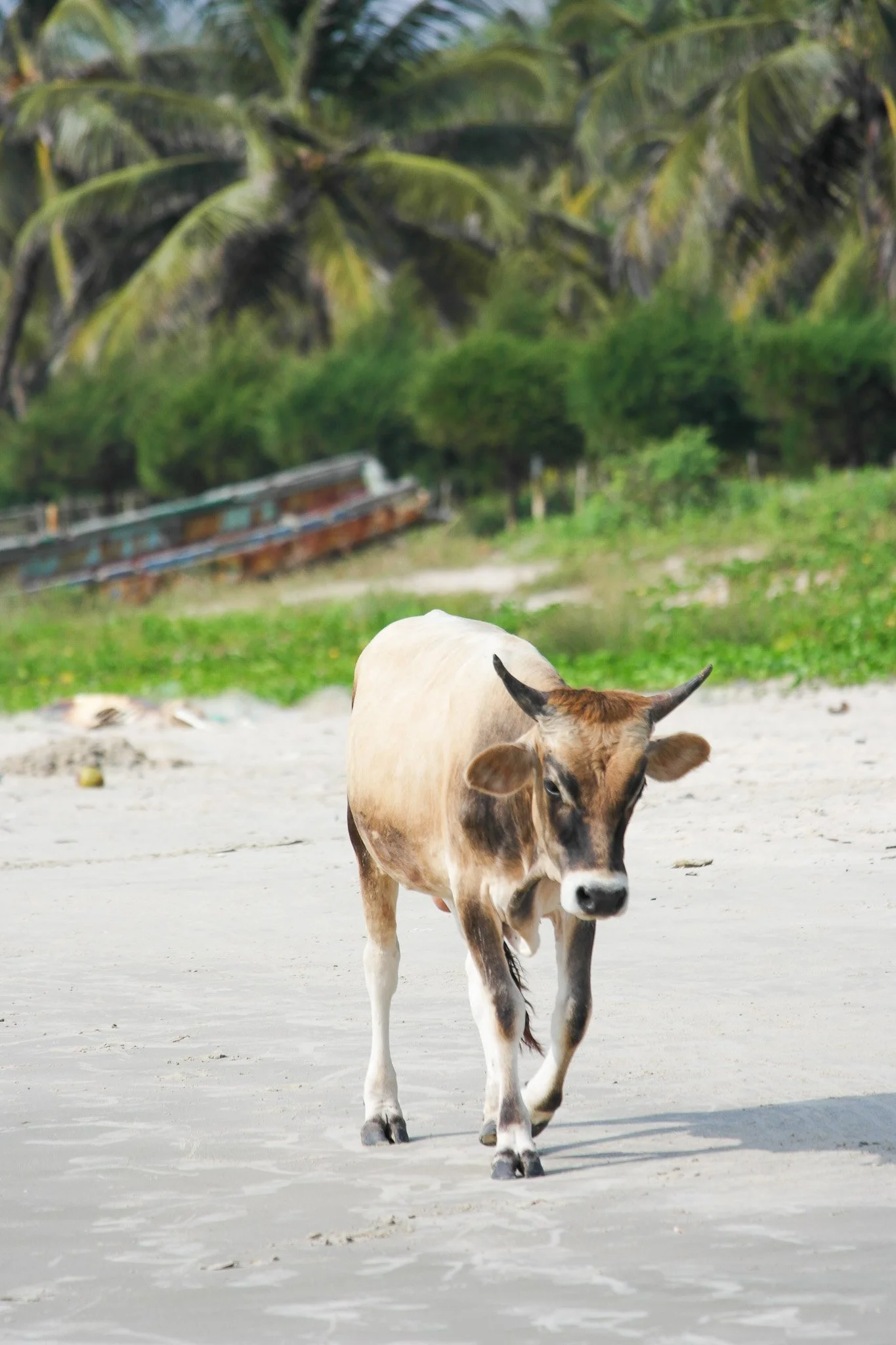 Vache brune et blanche marchant sur la plage avec des palmiers verts en arrière-plan.