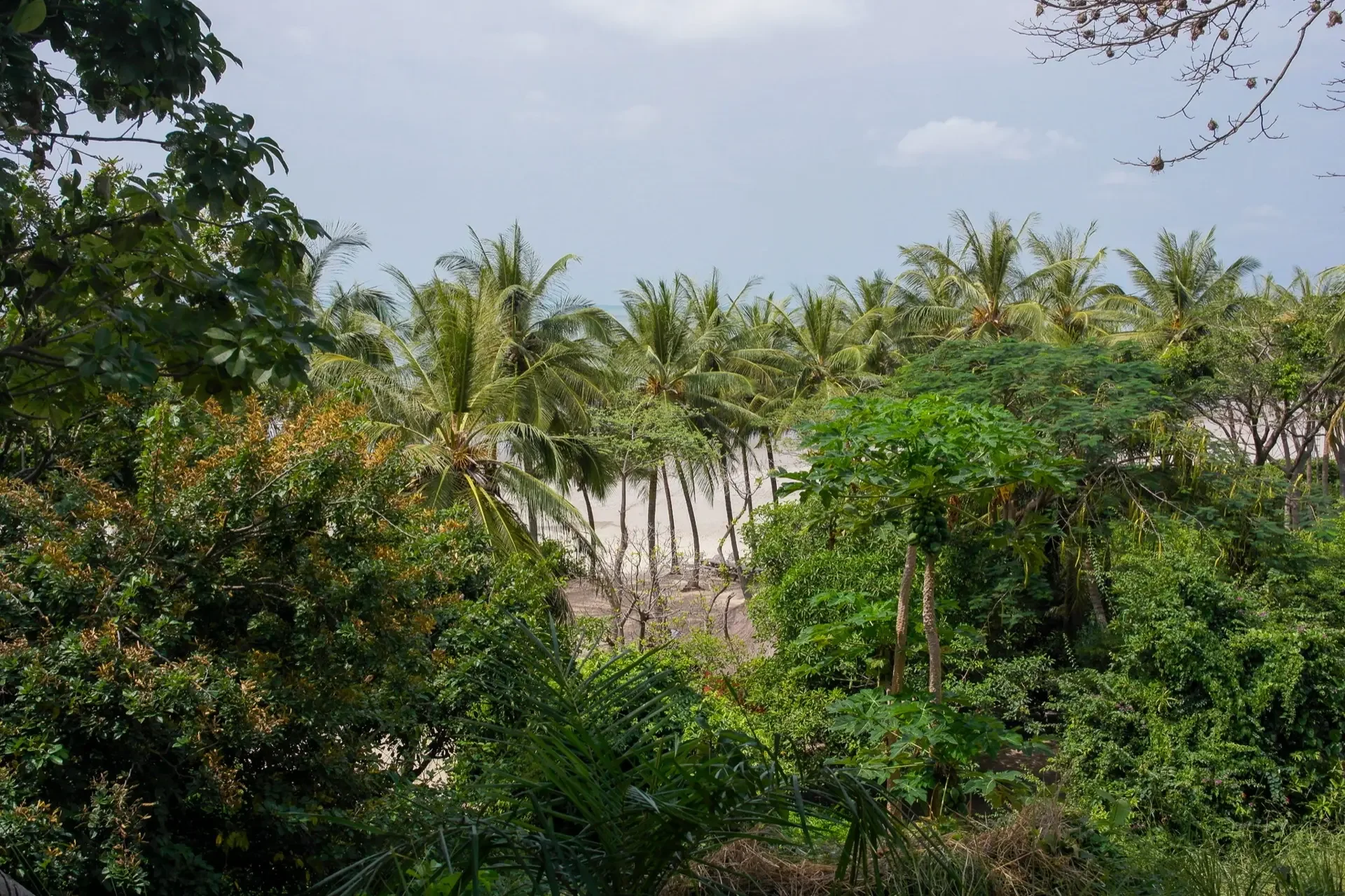 Vue d'une forêt tropicale avec des cocotiers en premier plan et la mer en arrière-plan.