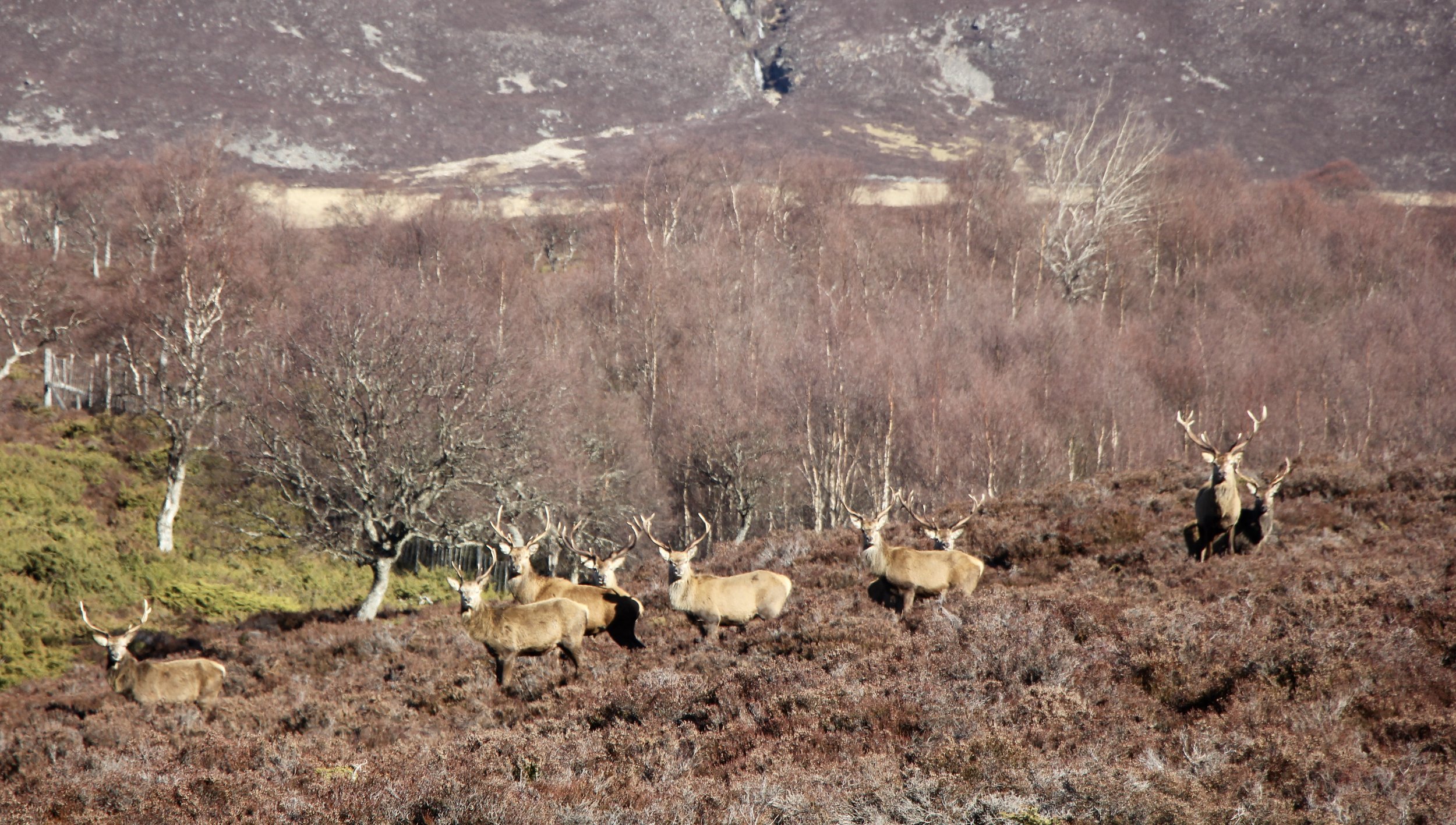 A group of six elk standing on a brownish, heather-covered hillside with sparse, leafless trees and distant mountain slopes in the background.