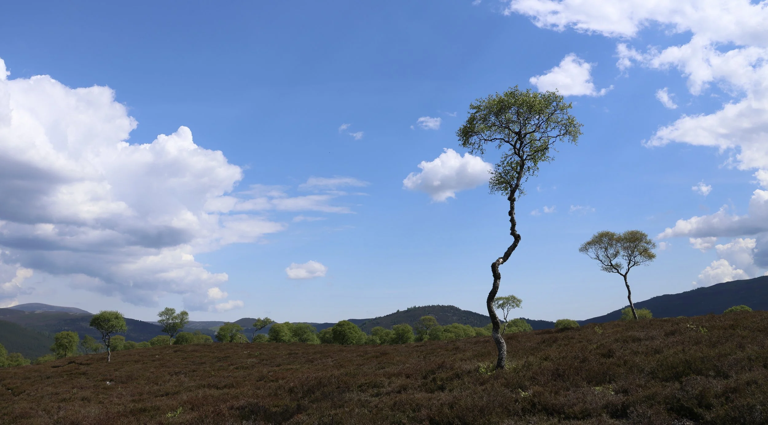 A landscape with a blue sky, fluffy clouds, rolling hills, and at least five uniquely shaped trees with sparse foliage, surrounded by brownish-purple grass or shrubbery.
