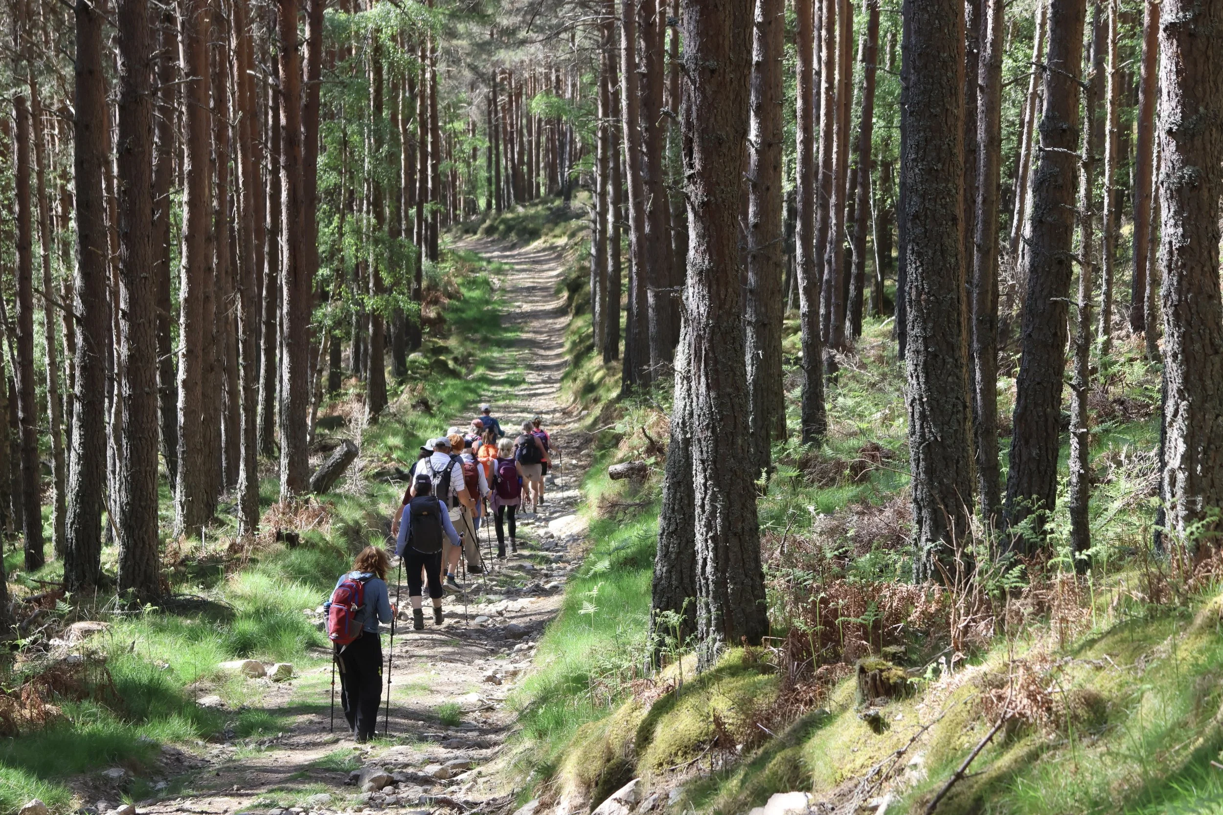 A group of hikers walking along a trail in a dense forest with tall trees.