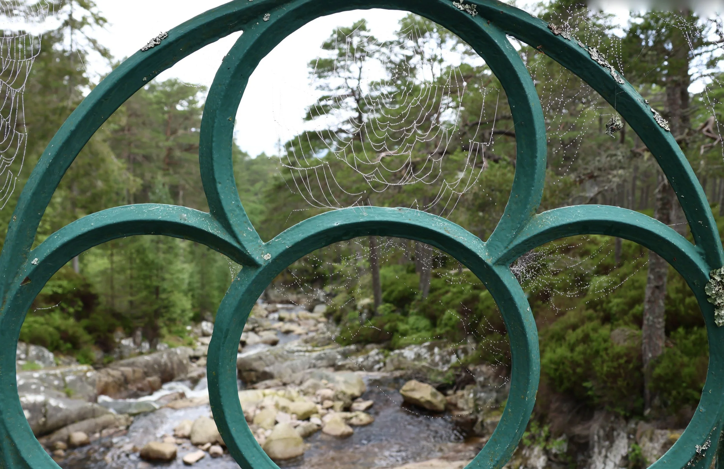 Green metal fence with circular patterns and spiderwebs in front of a rocky stream and trees in a forested area.