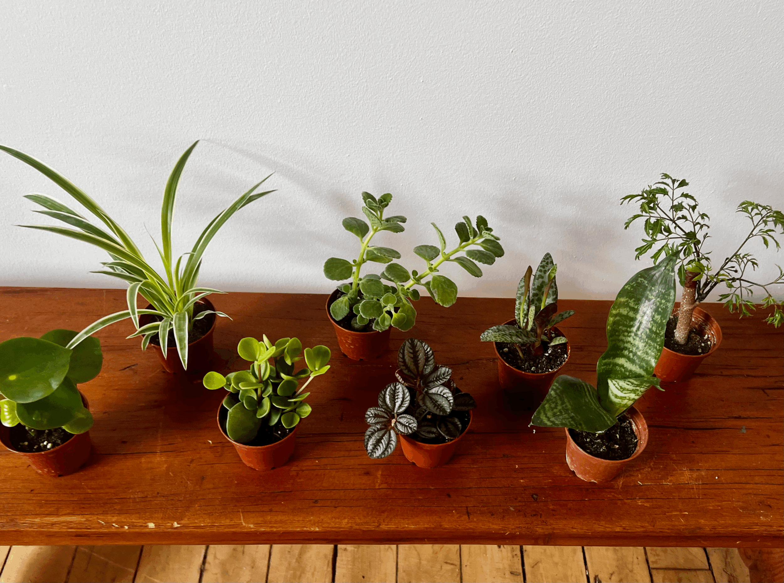 plante tropicale 2,5"