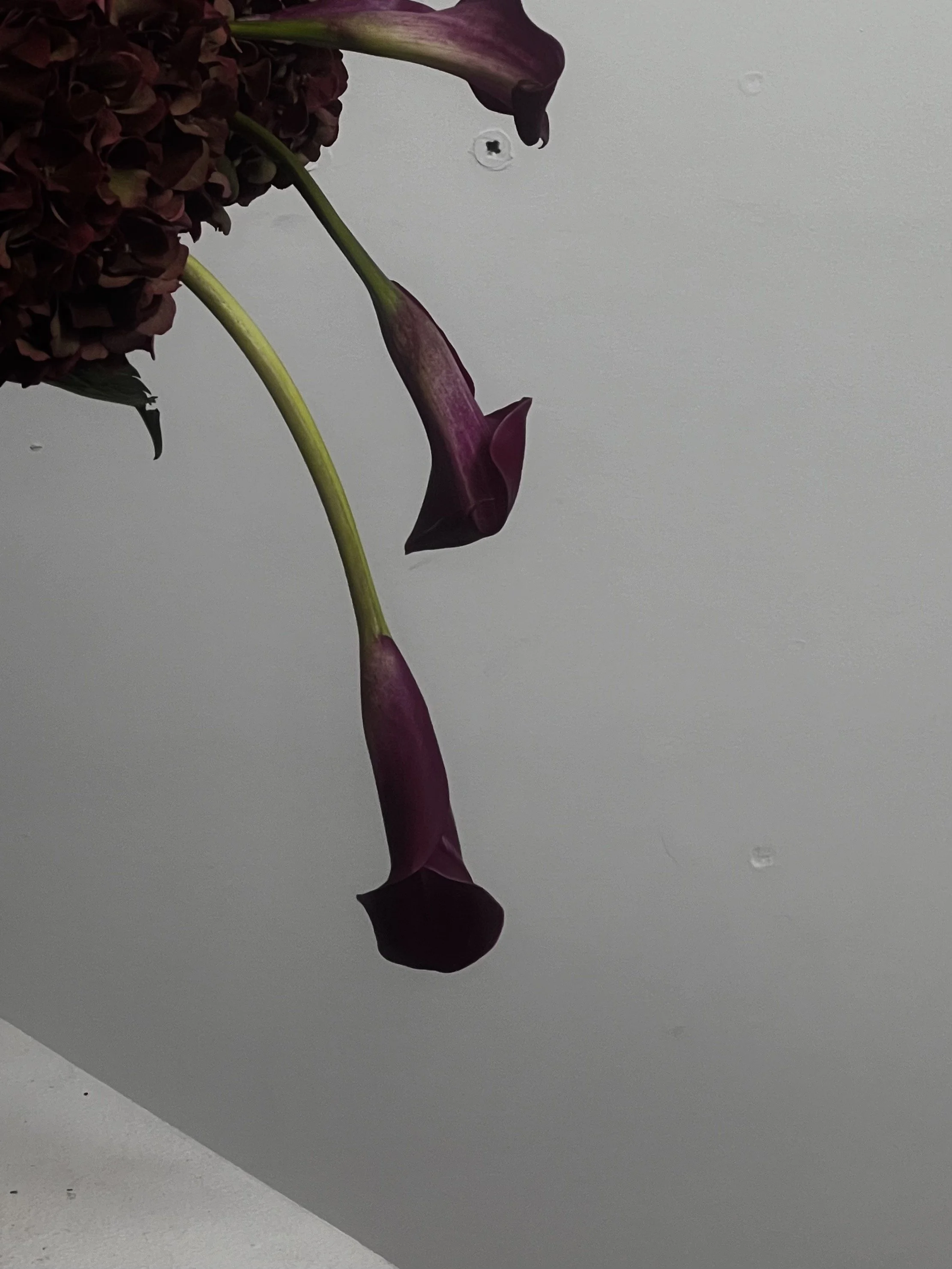 Fleurs violettes suspendues avec un fond gris