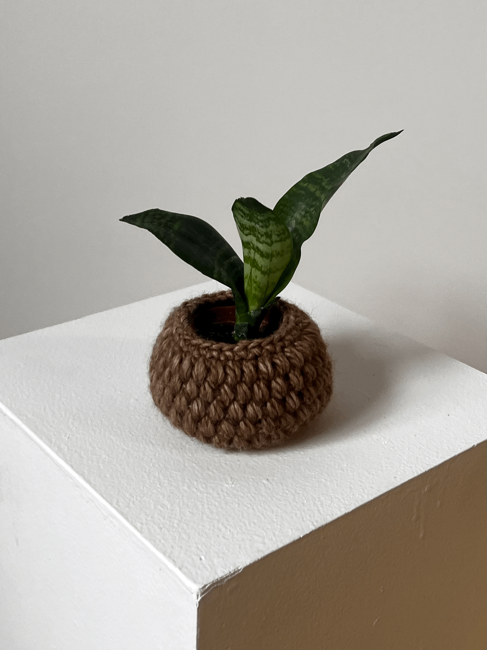 Cache-pot CHARDON 2,5"