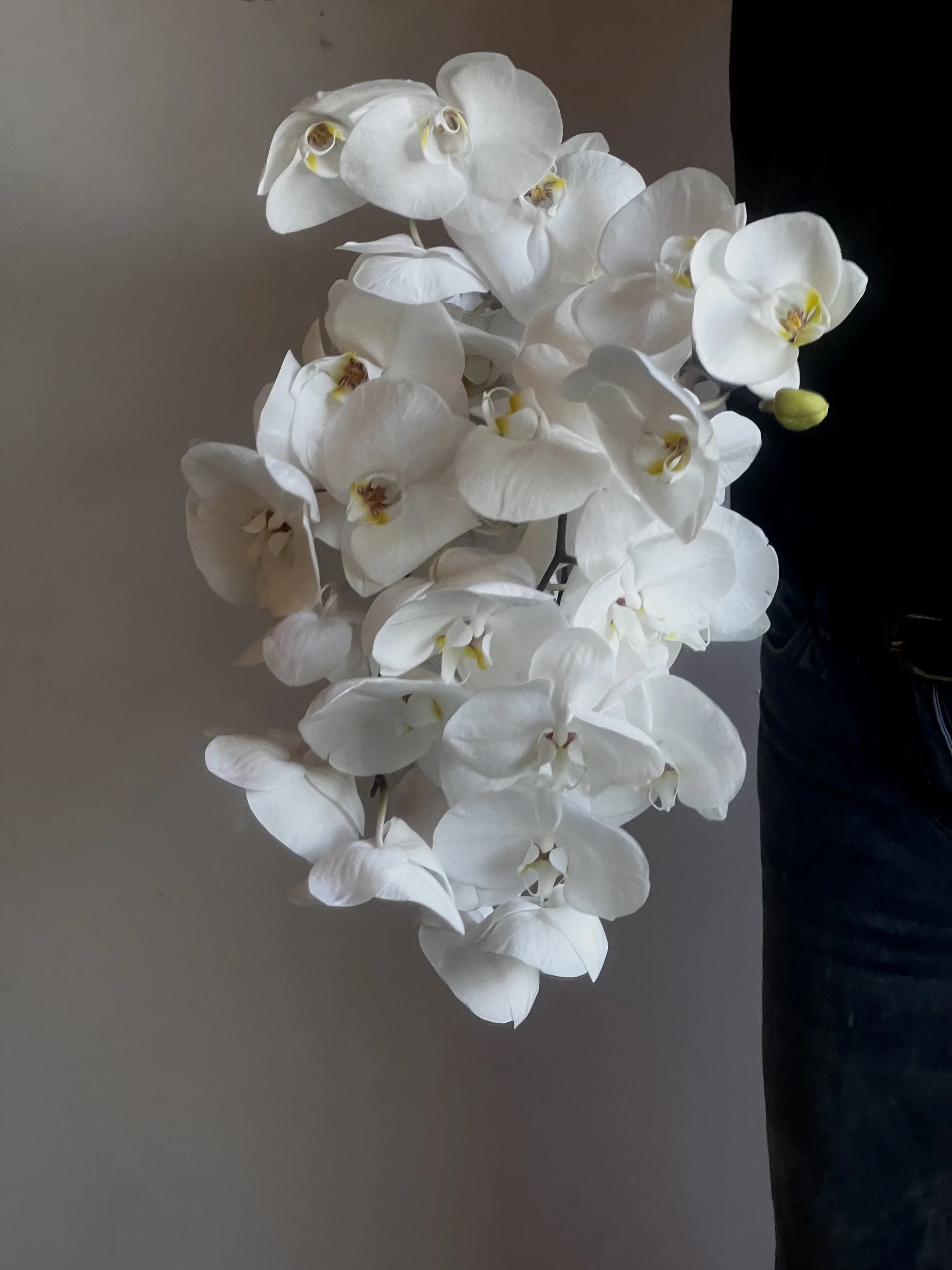IMG_1446.jpeg