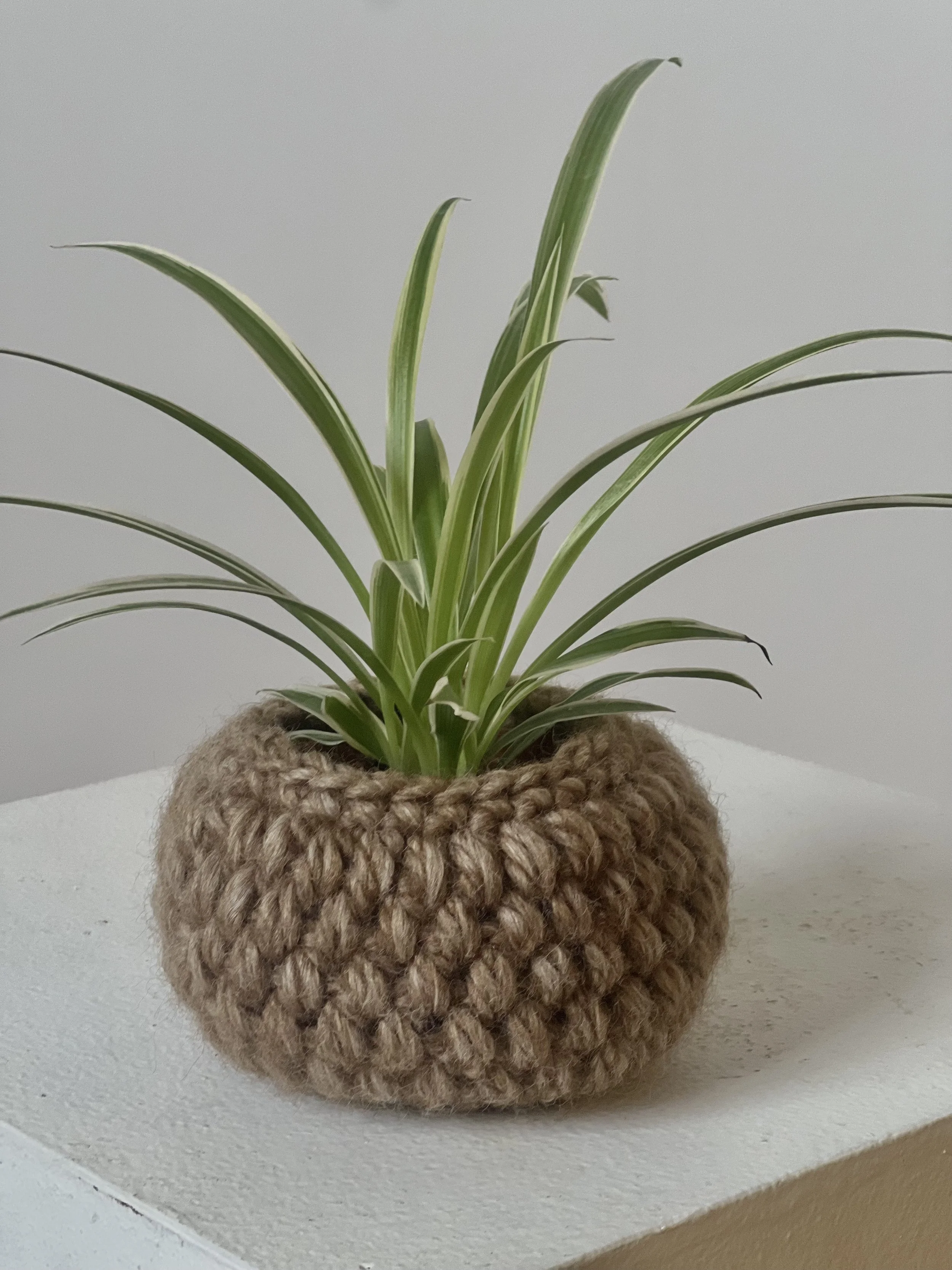 Cache-pot CHARDON 2,5"