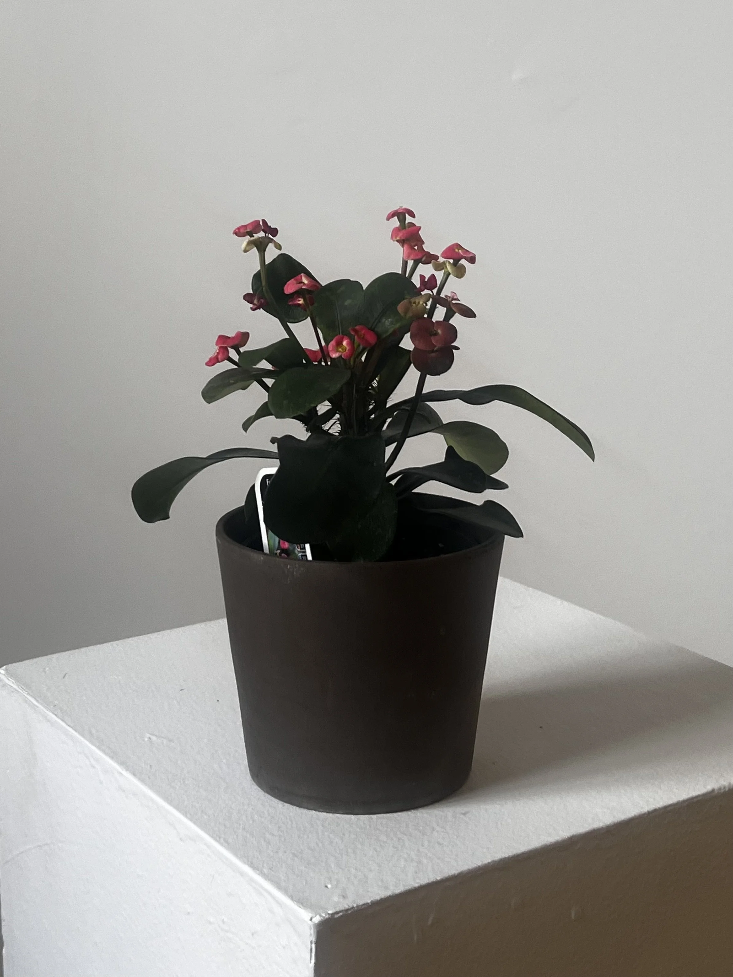 Euphorbia Milii 4"