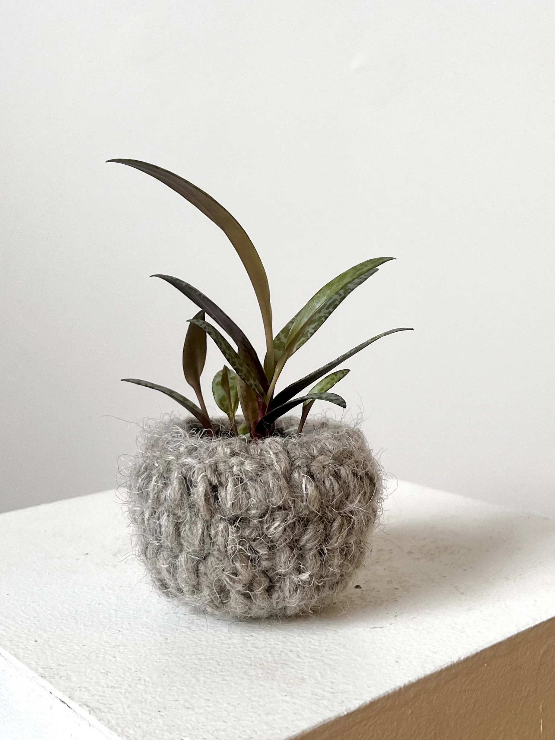 Cache-pot CHARDON 2,5"