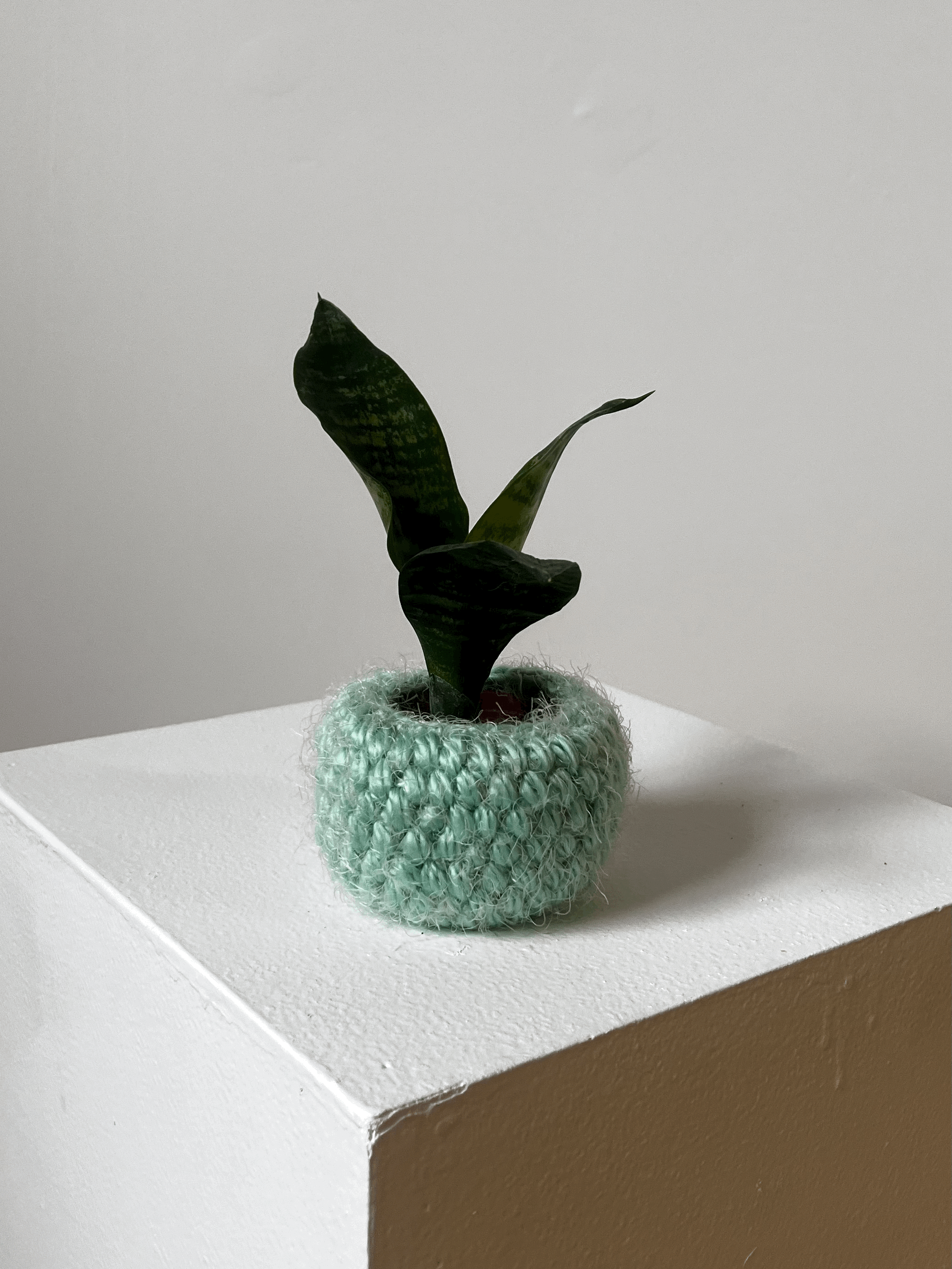 Cache-pot CHARDON 2,5"