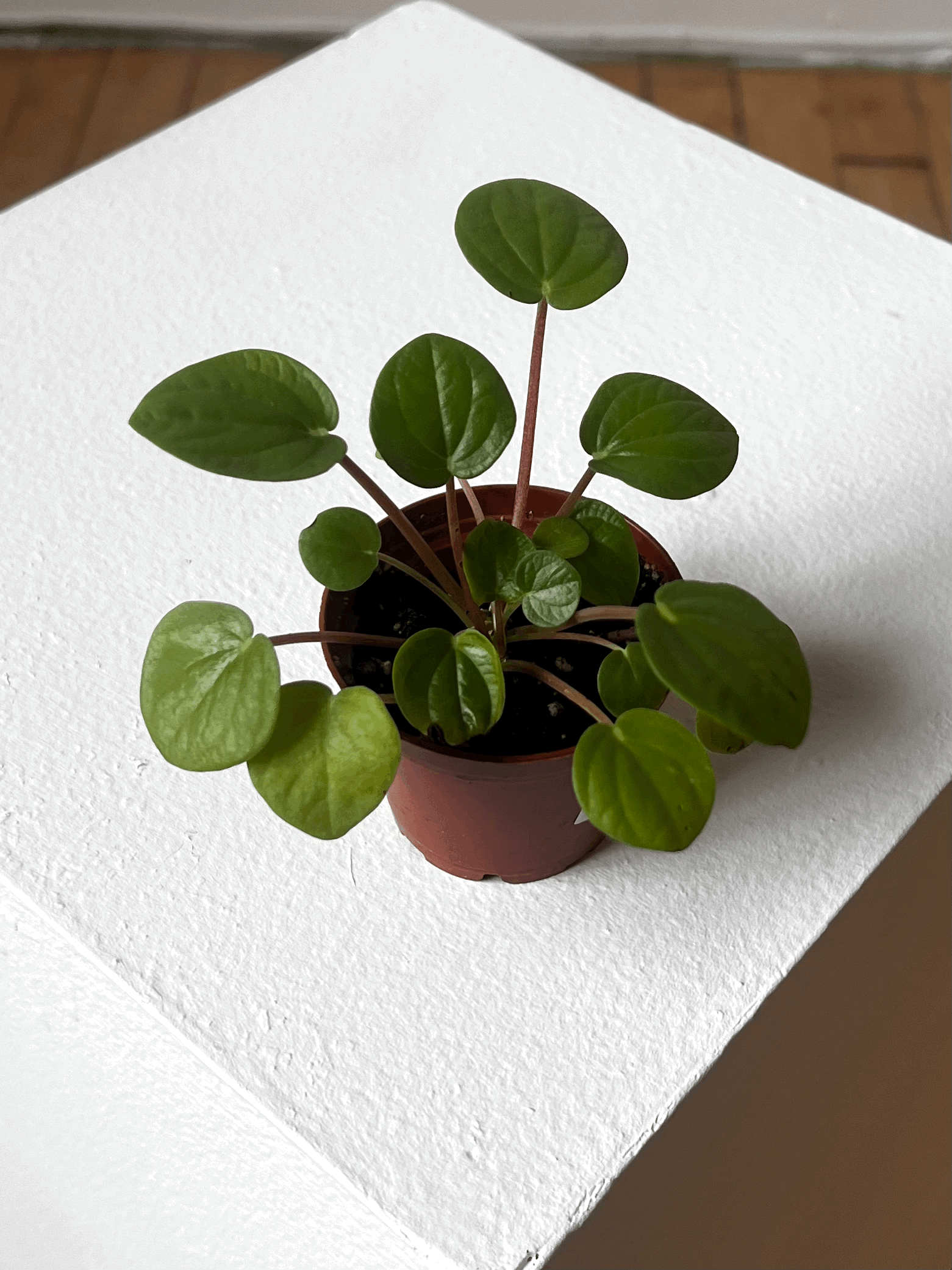 Plantes tropicales variés