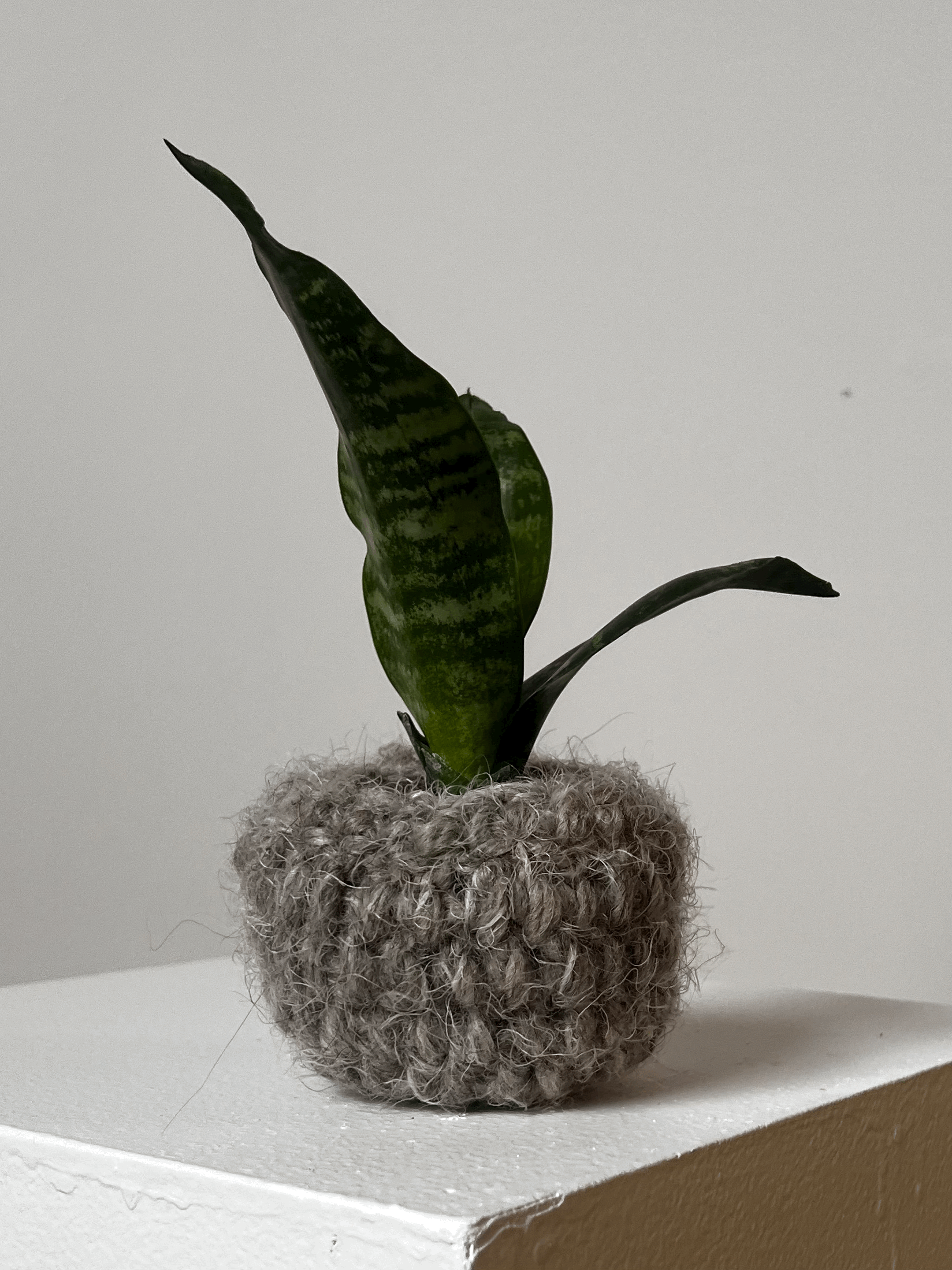 Cache-pot CHARDON 2,5"