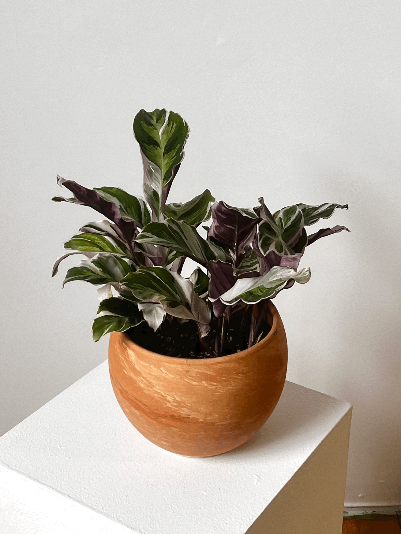 Calathea White Fusion 6"