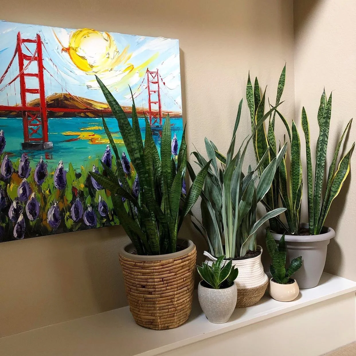 A colorful painting of the Golden Gate Bridge with a sunny sky, water, and purple flowers in front, surrounded by four potted green houseplants on a white shelf.