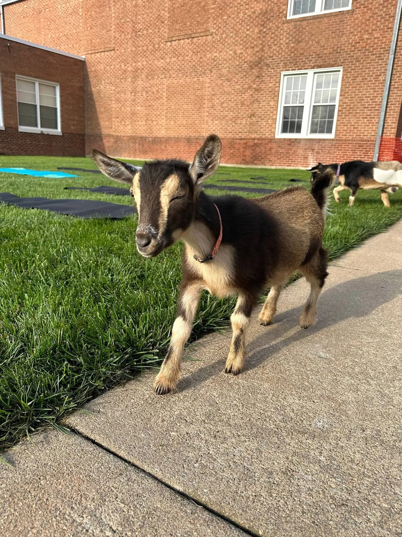 IMG_8131.jpeg (Copy)