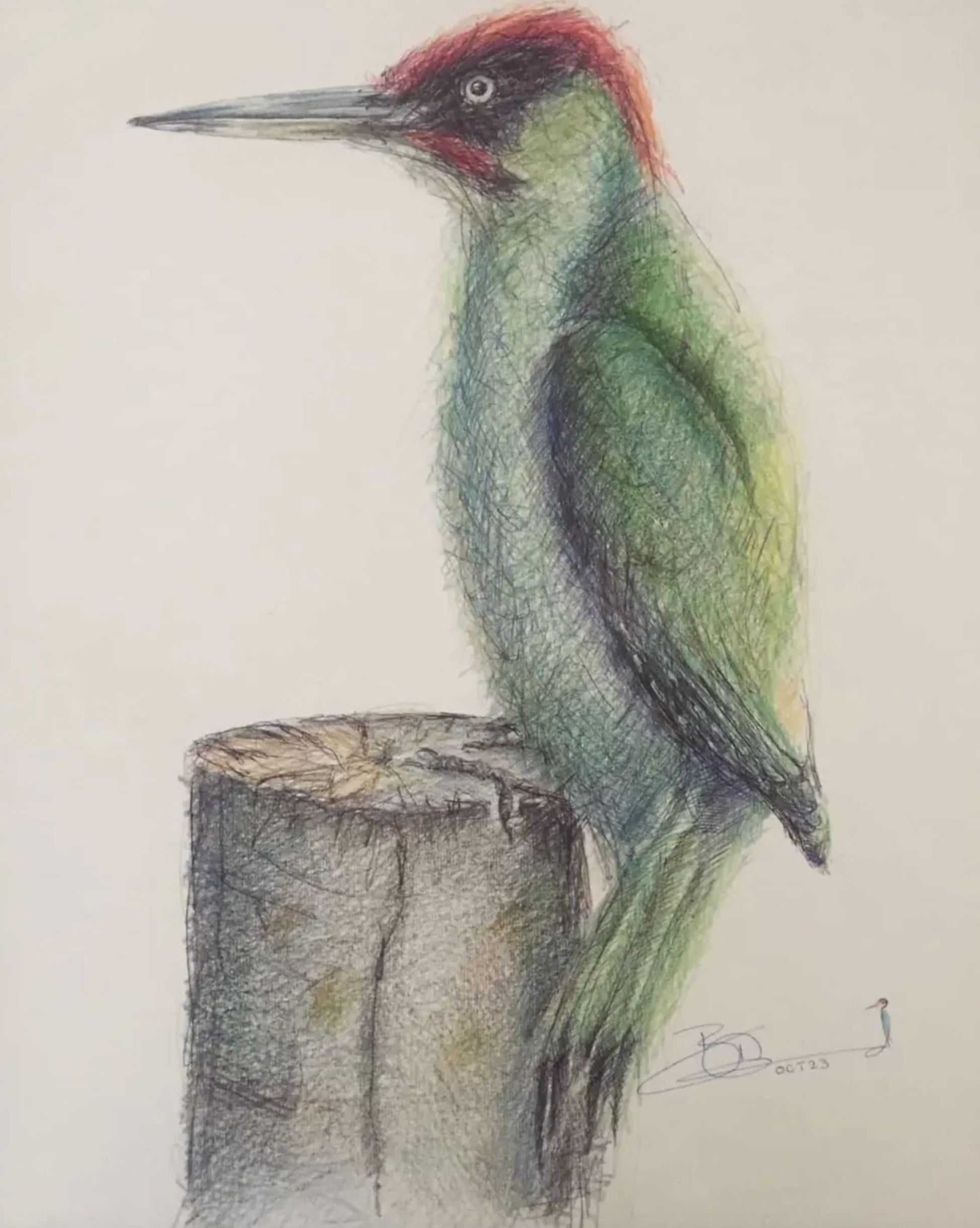 Probably my favourite bird - I use it in my signature. This biro and crayon work now lives on a wall in Germany.