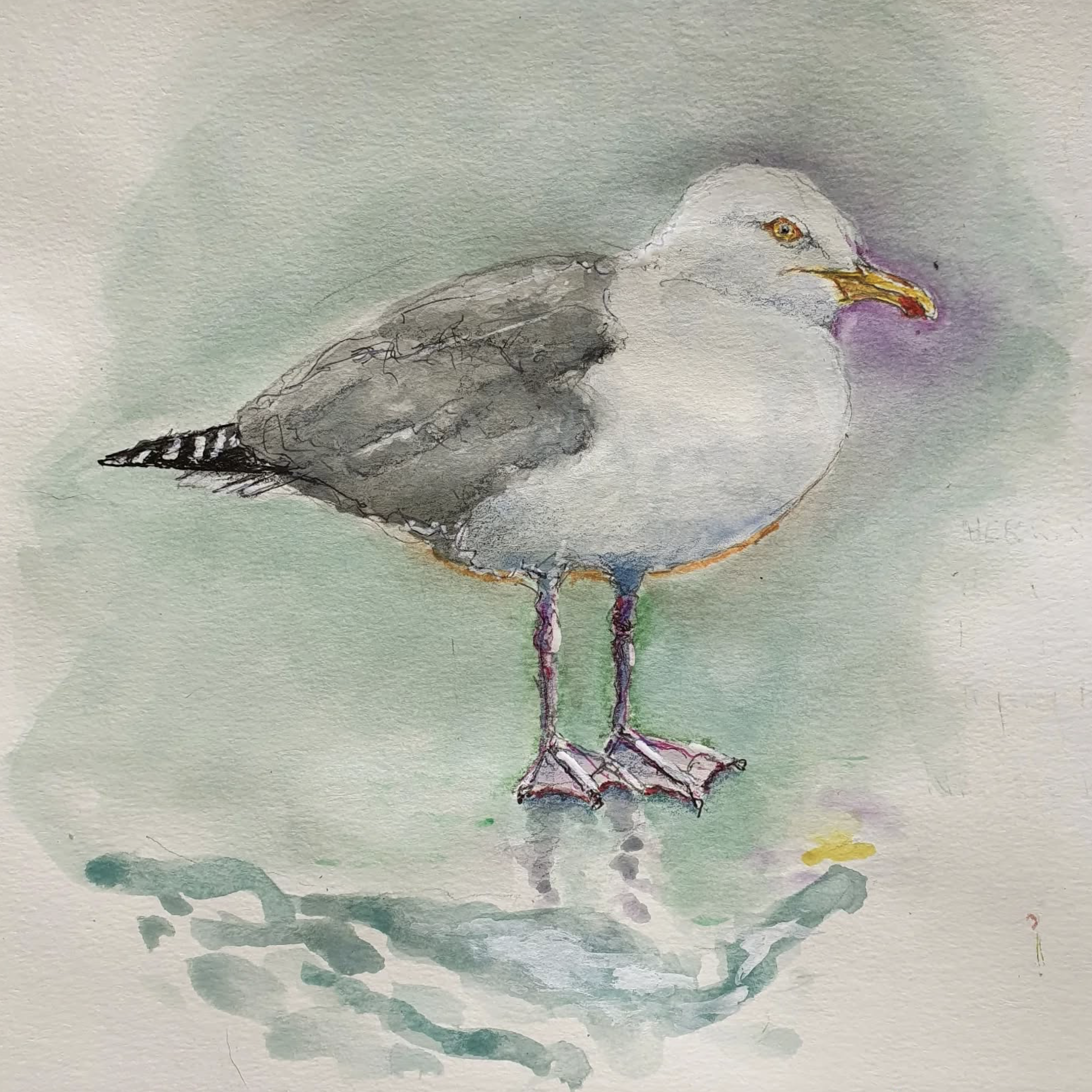 This is Sid, who along with Nancy raised 3 youngsters from a nest I can see from my studio. He frequently comes to the window and feeds from my hand.  