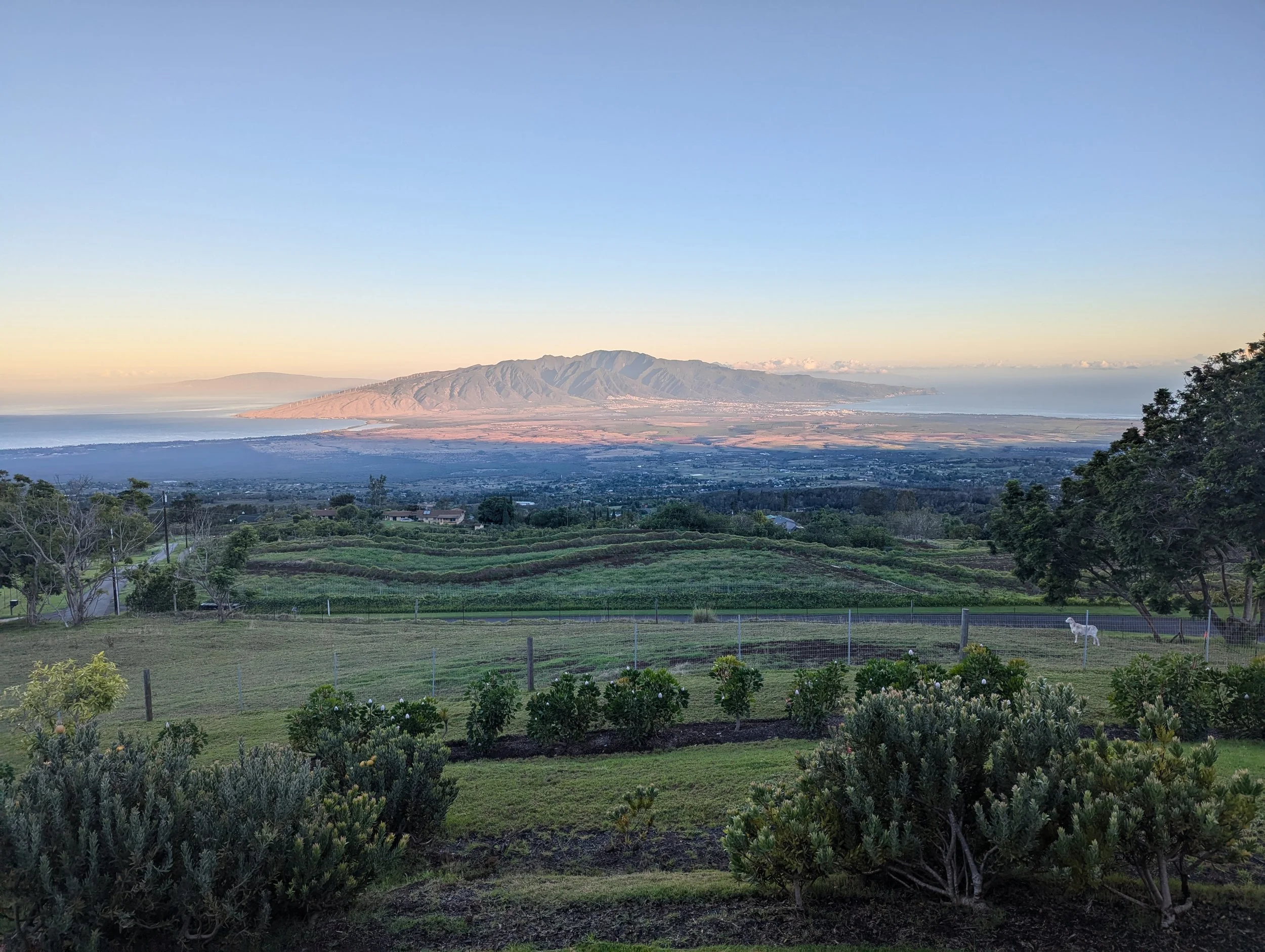A scenic landscape of Maui showing a foreground of green bushes and trees on a hillside, a middle ground of cultivated farmland, and a distant view of mountains and coastline under a clear sky at sunset.