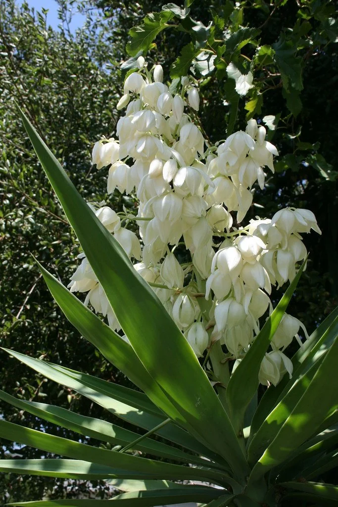 White flower cluster of an ornamental plant with long green leaves, against a background of trees and blue sky.