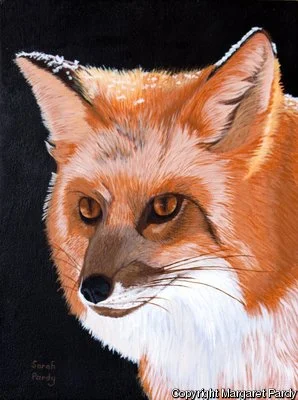 Sly_Red_Fox_profile_full.jpg