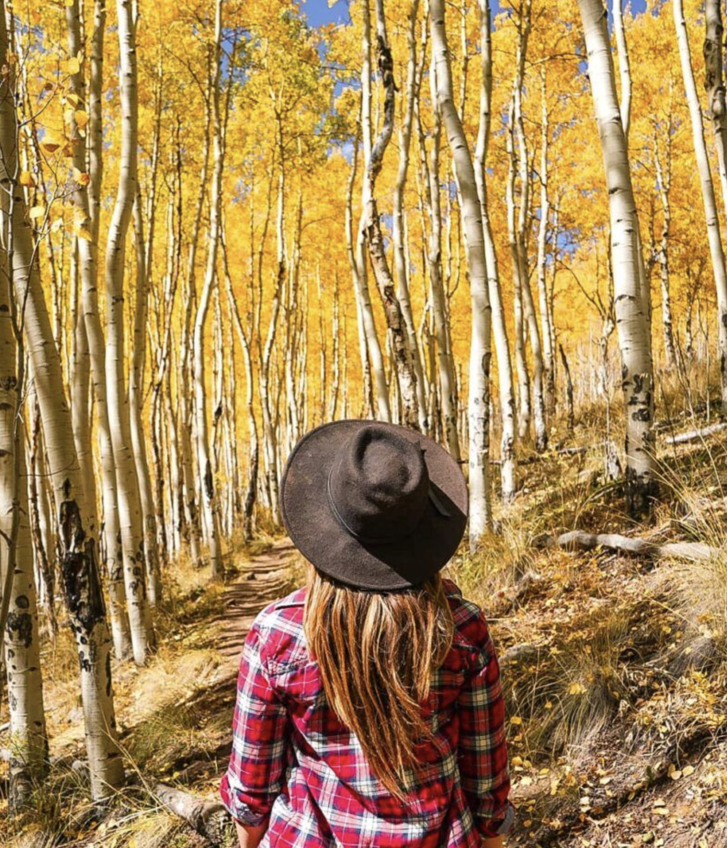 The Greatest Places in Colorado to see Fall Colors 🍁