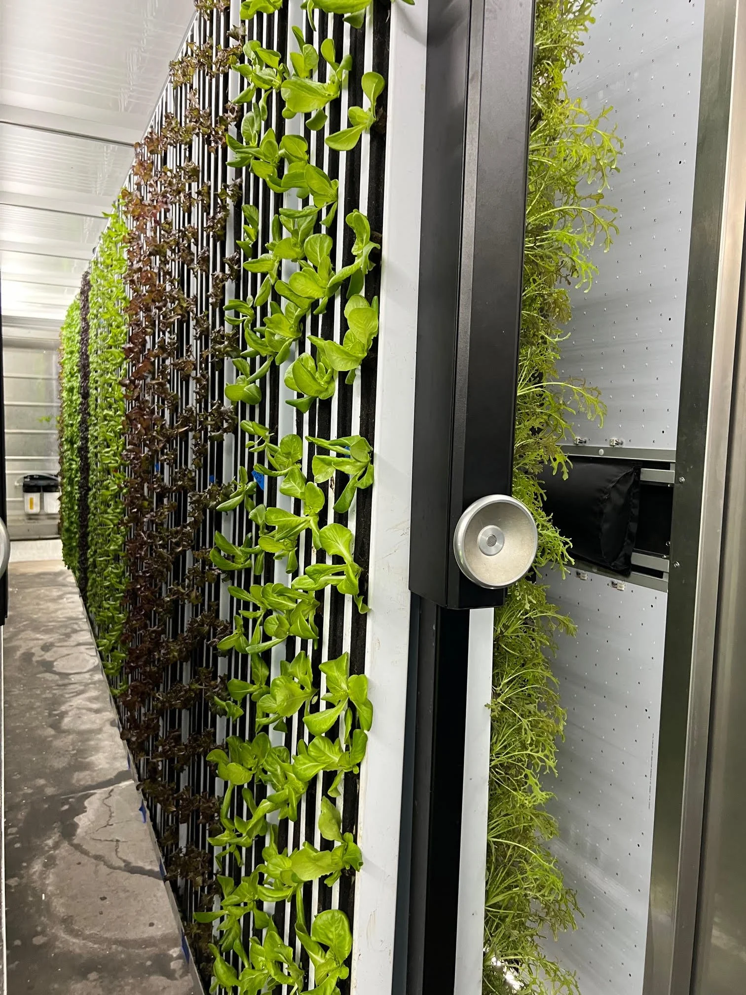 Indoor vertical hydroponic farm with rows of leafy greens growing on black and white tiered panels.
