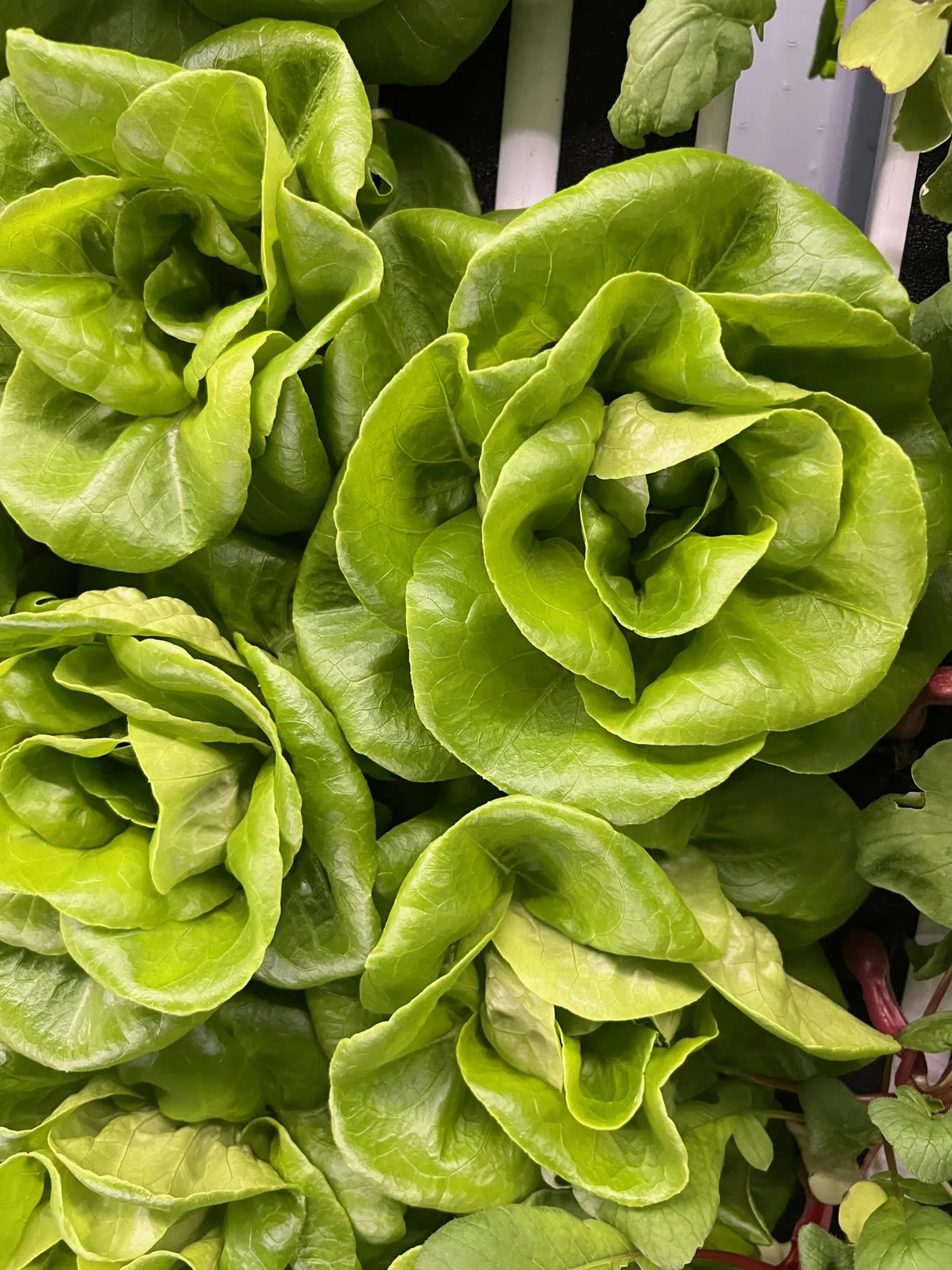 Fresh green lettuce heads and other leafy greens.