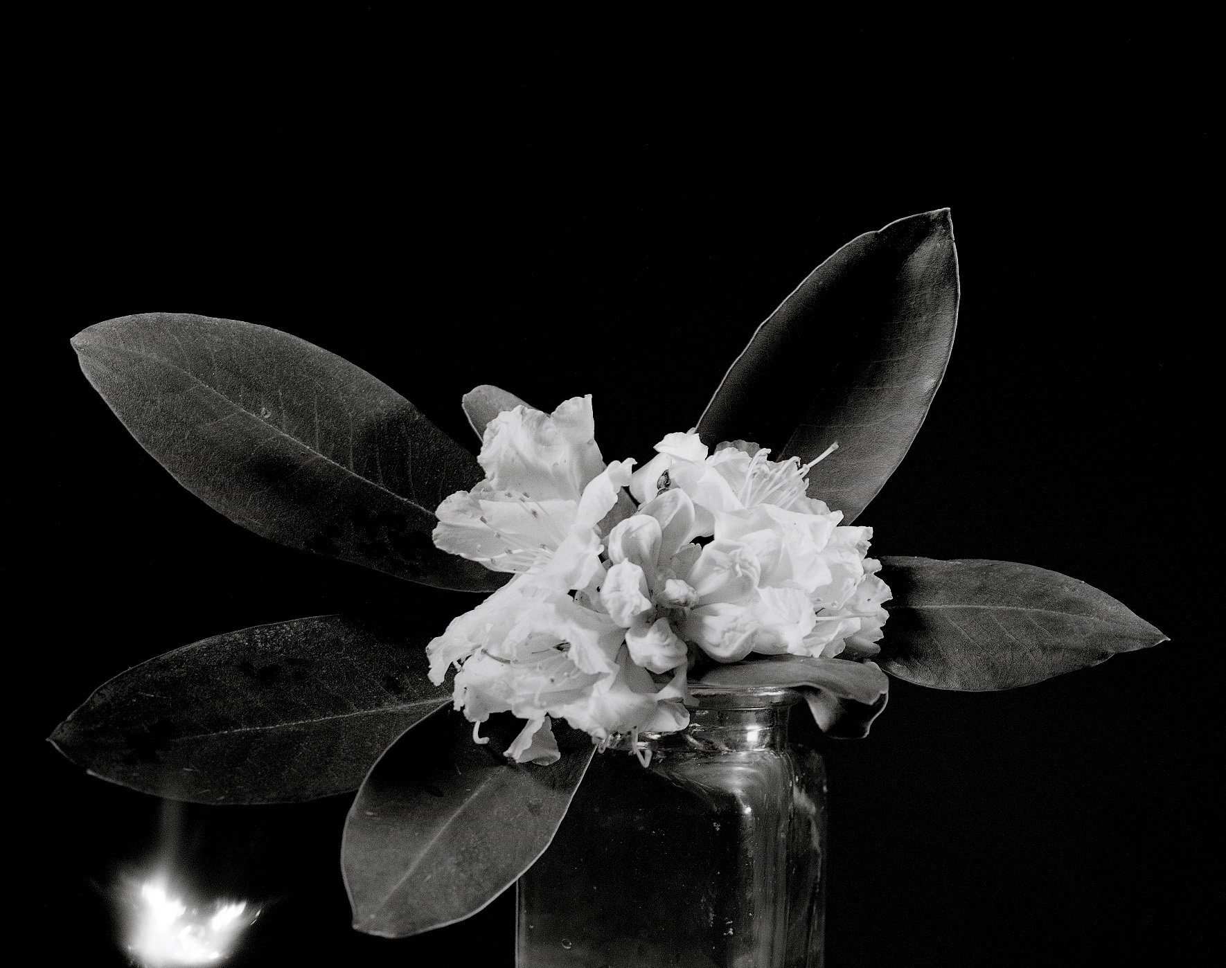 bwflowers1.jpg