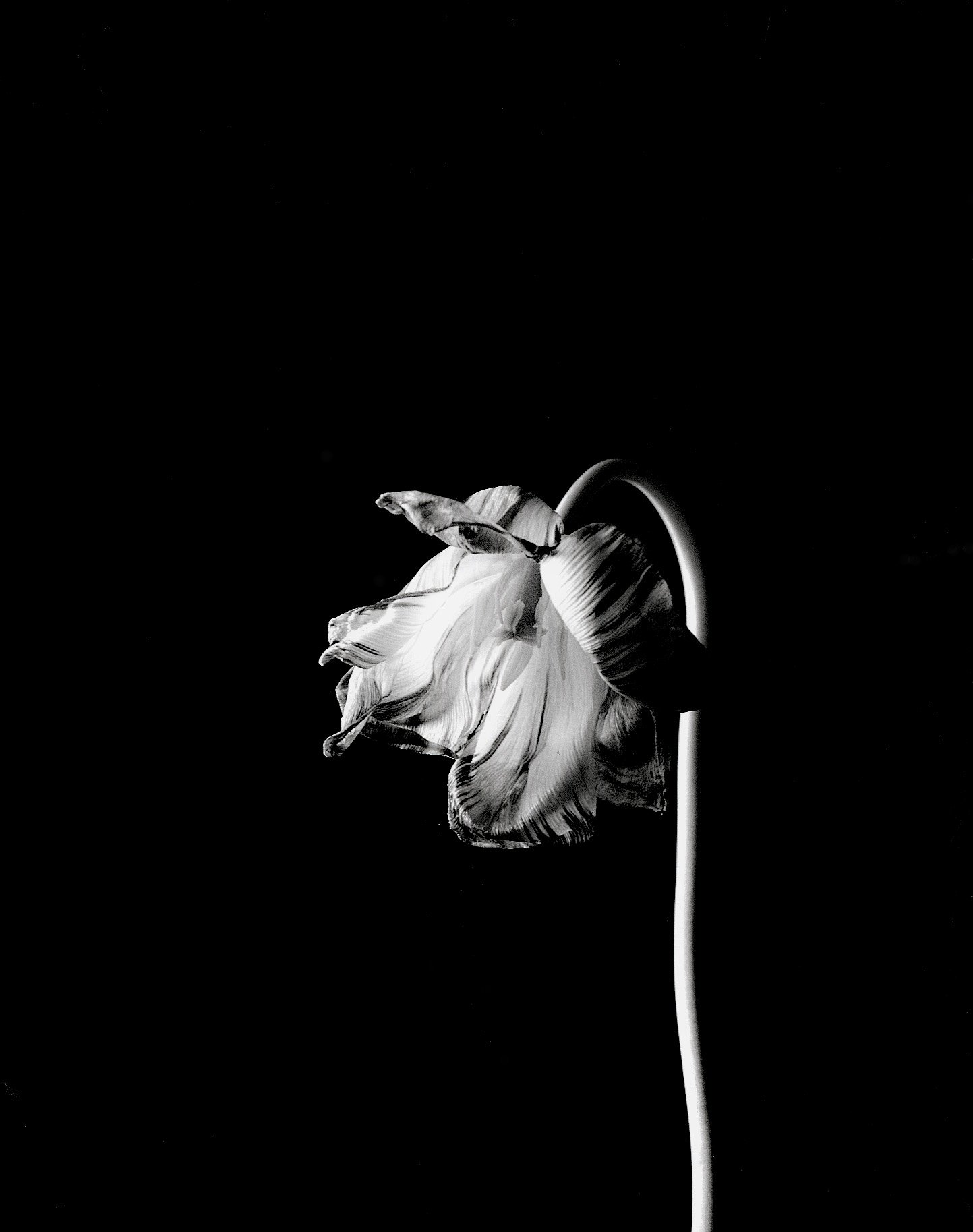 bwflowers2.jpg