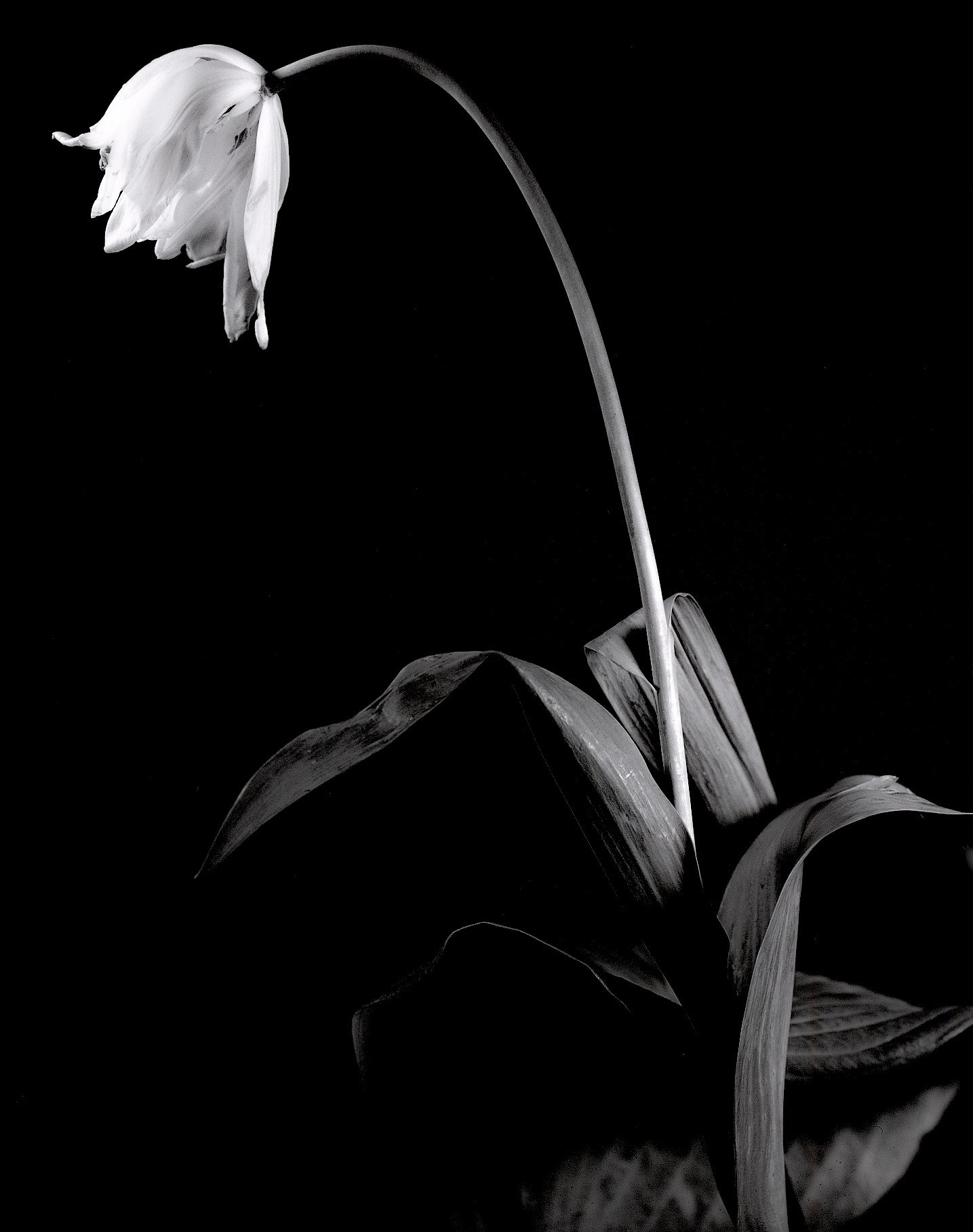 bwflowers5.jpg