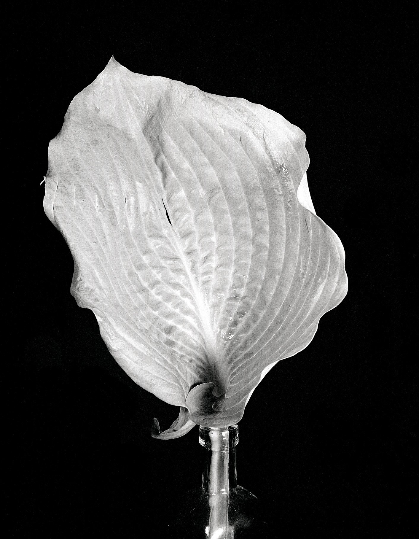 1 - flower start.jpg