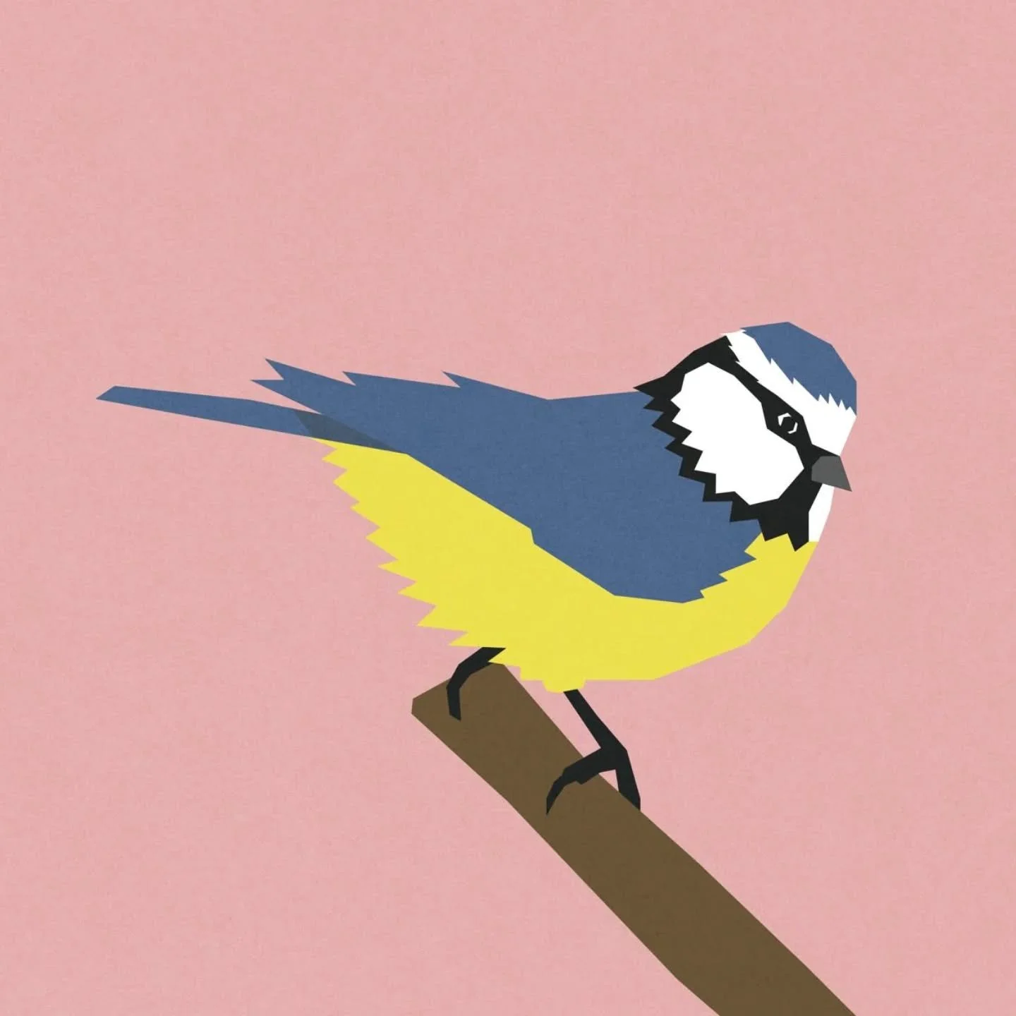 Blue tit

#digitalart #bluetit #birdillustration